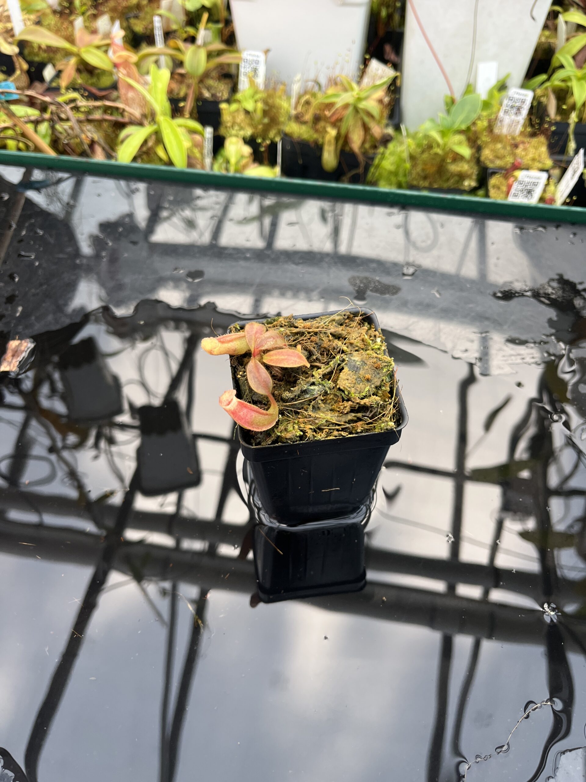 Wide Angle of Nepenthes benstonei {Bukit Bakar, Kelantan, Malaysia} | Best Carnivorous Plants | BCP-249 | L25671