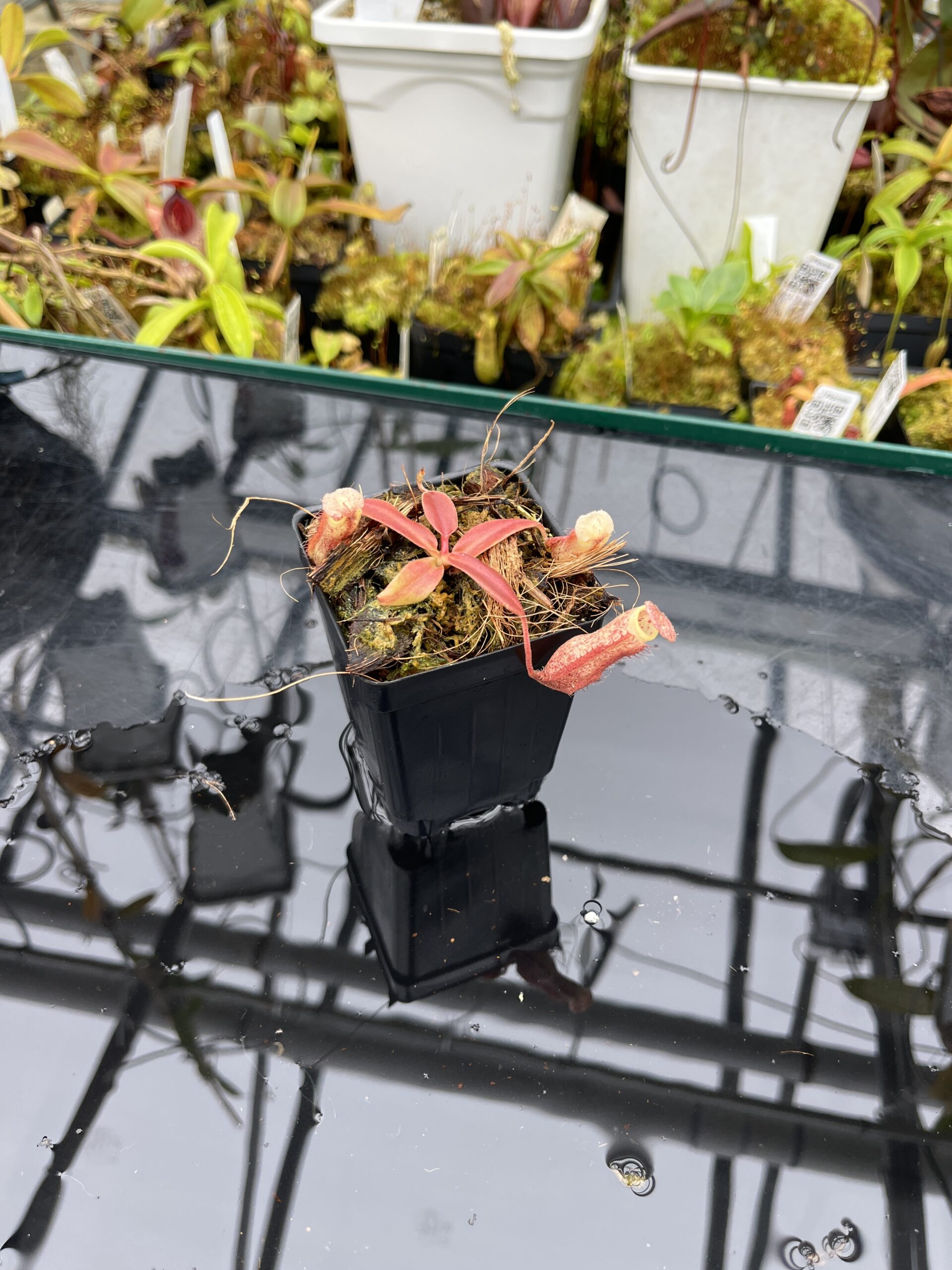 Wide Angle of Nepenthes boschiana | MKS | Florae | Assorted Clones | Florae Collaborative | FC-483 | IN25815
