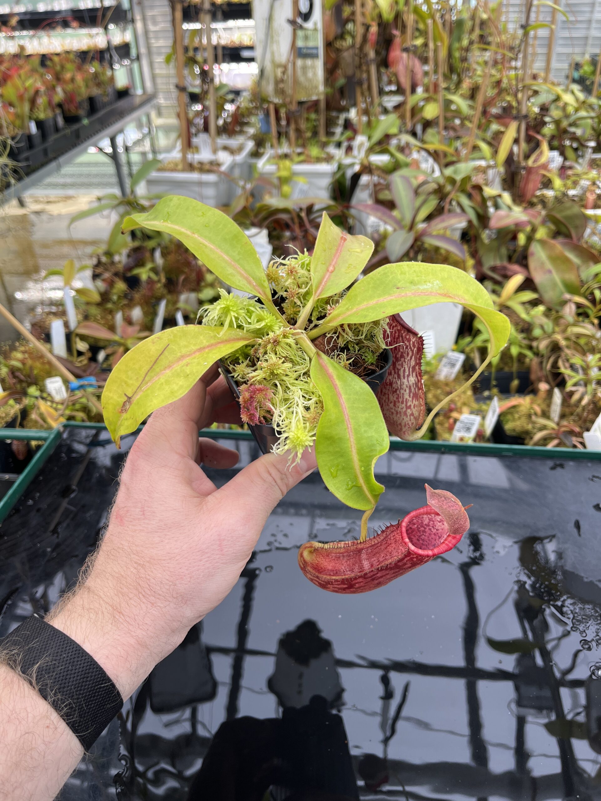 Wide Angle of Nepenthes boschiana x (lowii x Gothica) 'Warped Peristome' | Florae | Seed Grown | Florae Collaborative | FC-146.00 | IN25809