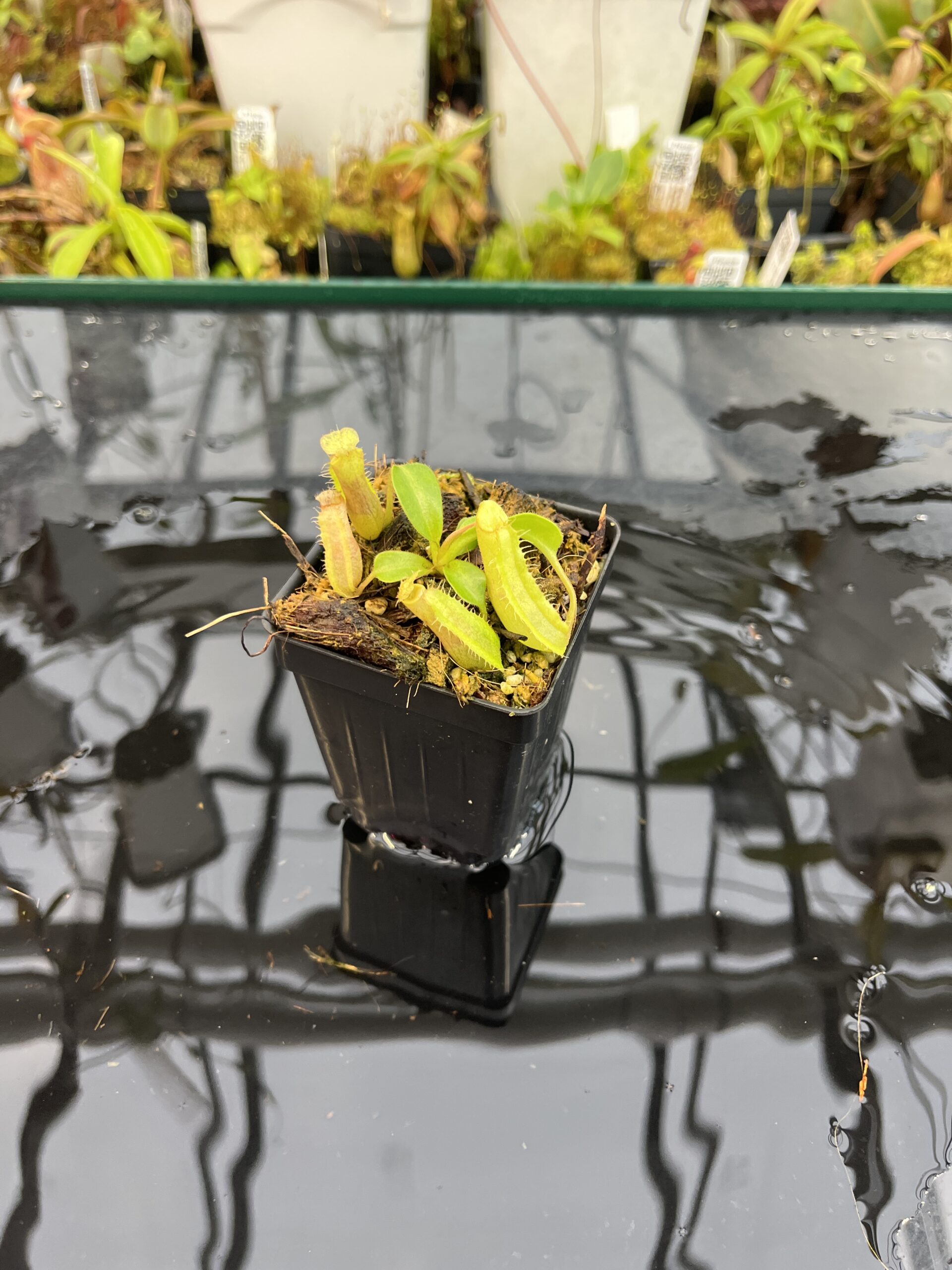 Wide Angle of Nepenthes (boschiana x veitchii (m) Bario - squat, pink) x (lowii x truncata - giant) | Florae | Florae Collaborative | FC-397 | IN25674