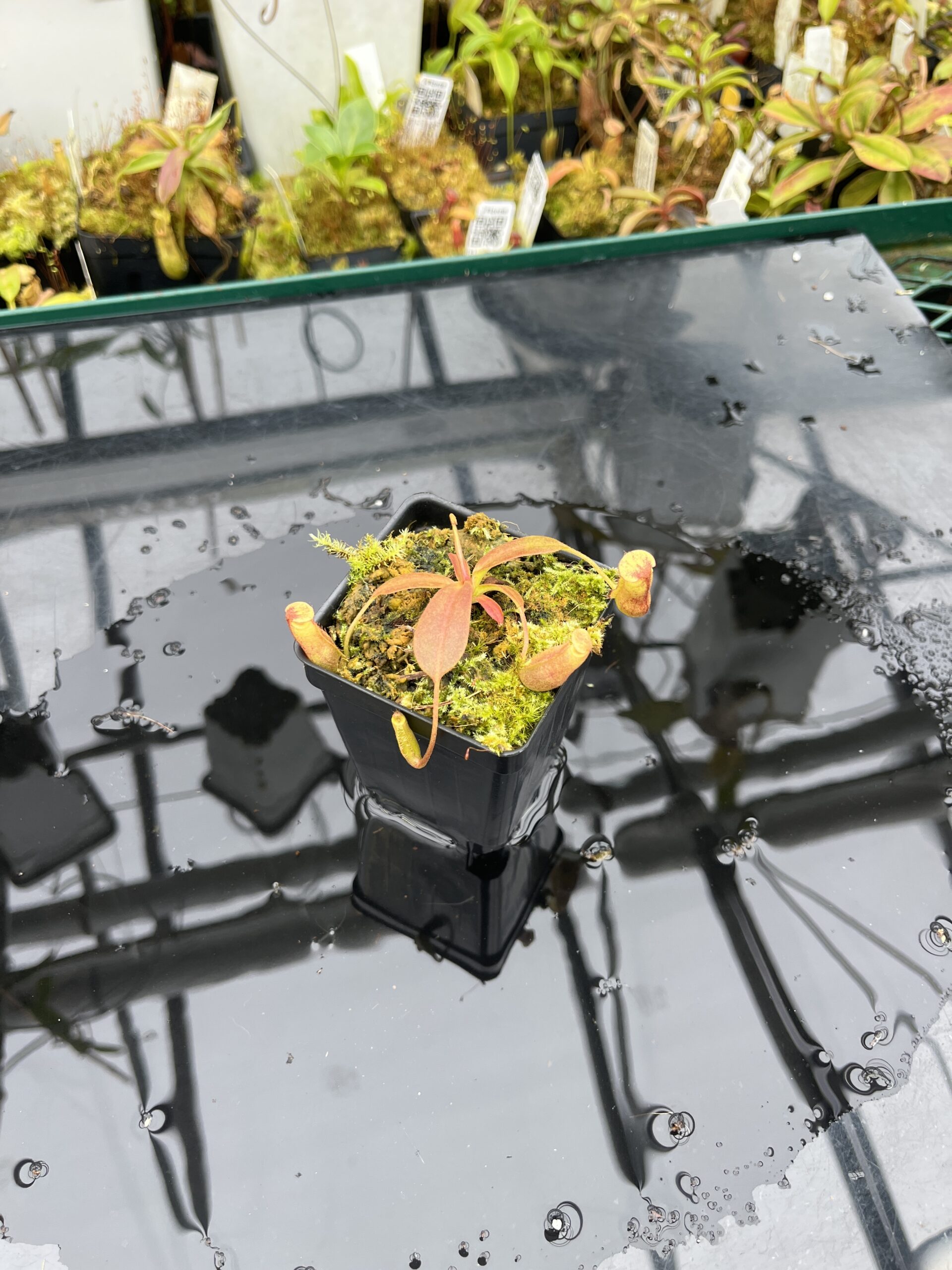 Wide Angle of Nepenthes boschiana x villosa | Florae Collaborative | FC-366.11 | IN25816