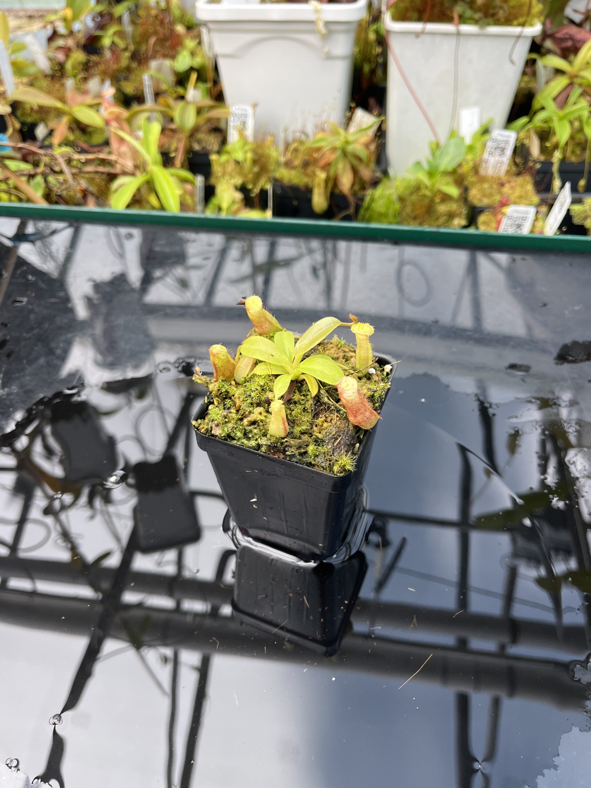 Wide Angle of Nepenthes boschiana x villosa | JH | Jeremiah Harris | JH-366.00 | H25660