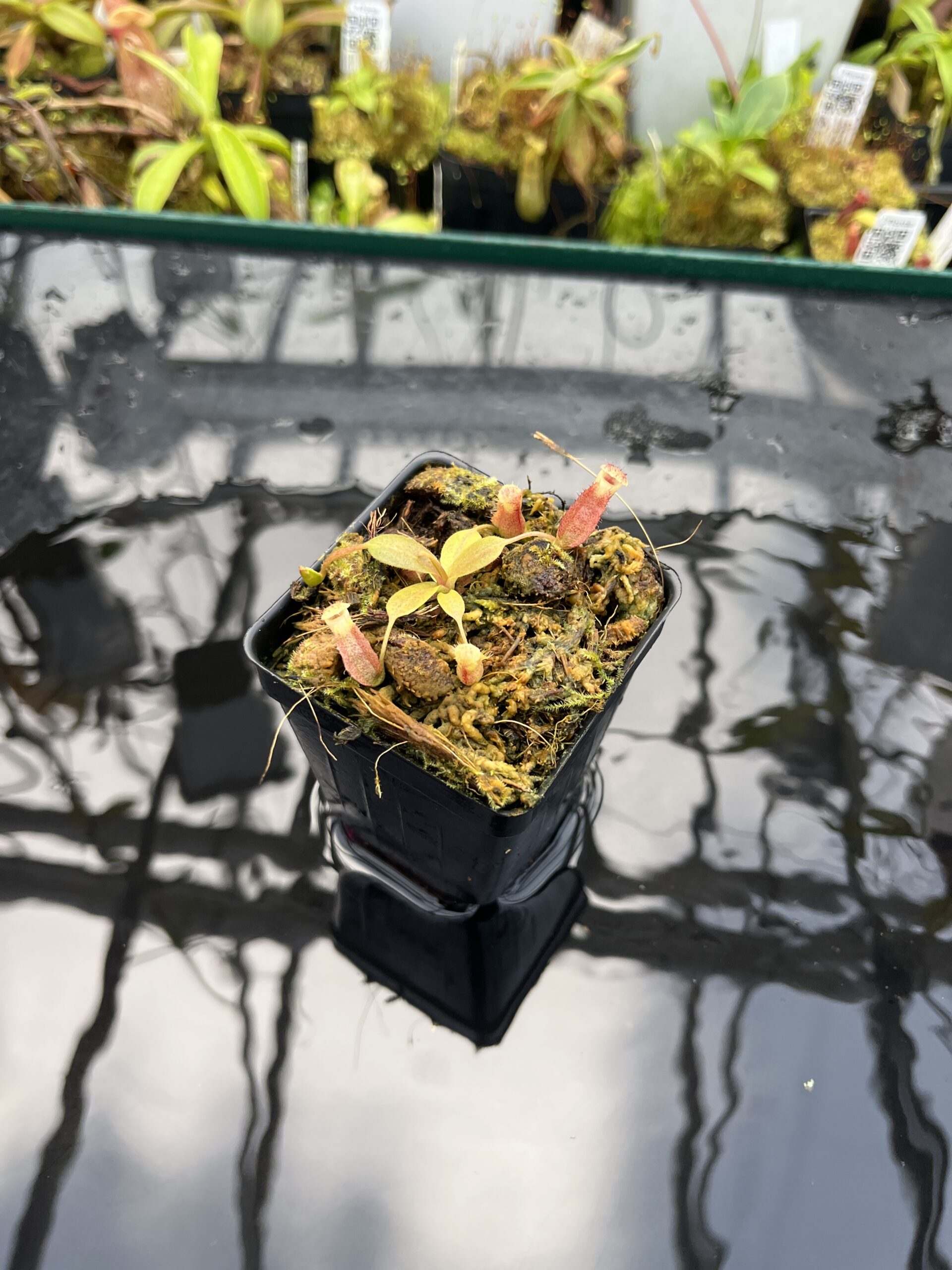 Wide Angle of Nepenthes boschiana x villosa | JH | Jeremiah Harris | JH-366.00 | H25667
