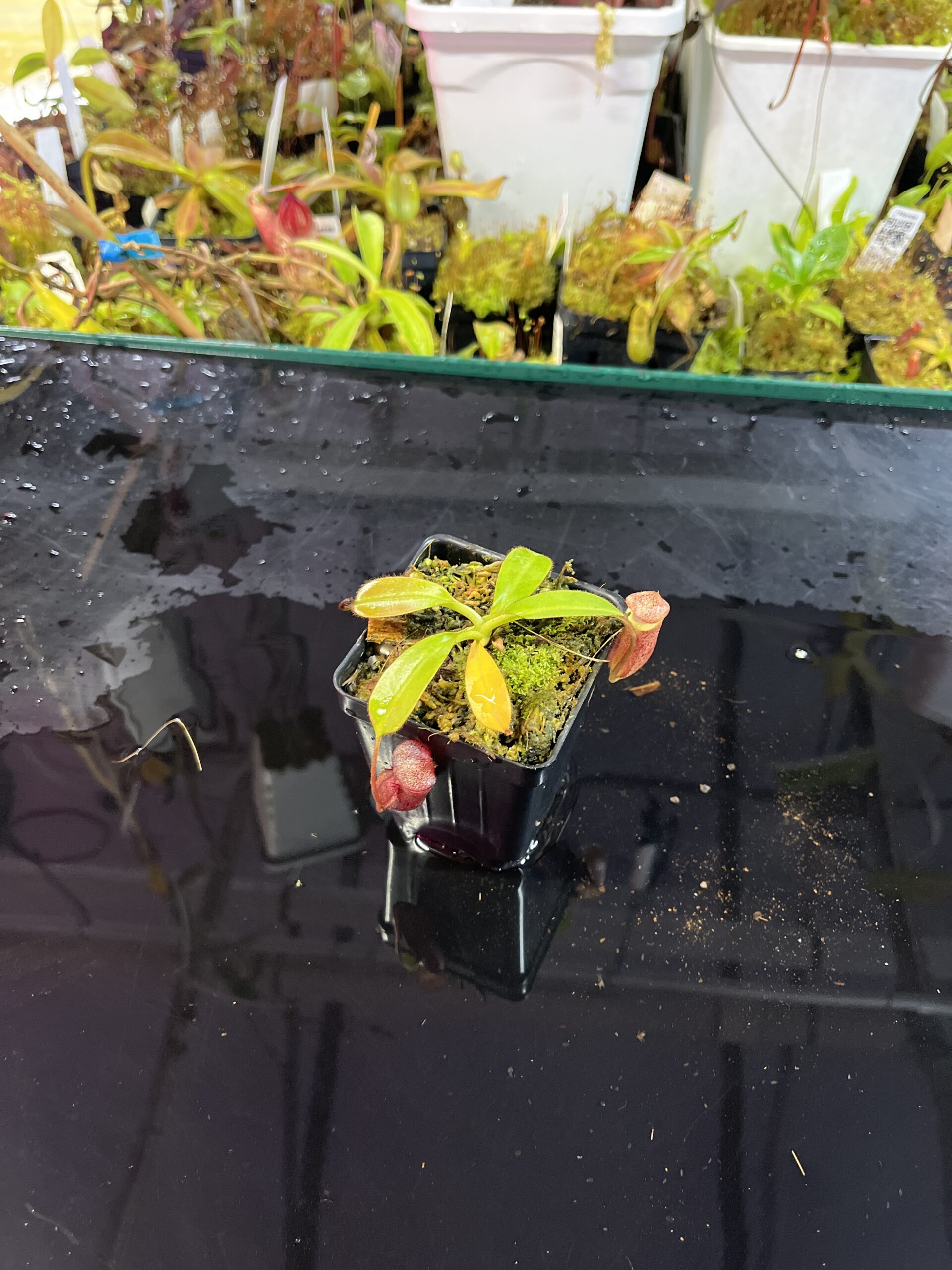 Wide Angle of Nepenthes burbidgeae x villosa | Seed Grown | Jeremiah Harris | JH-357.00 | H25714
