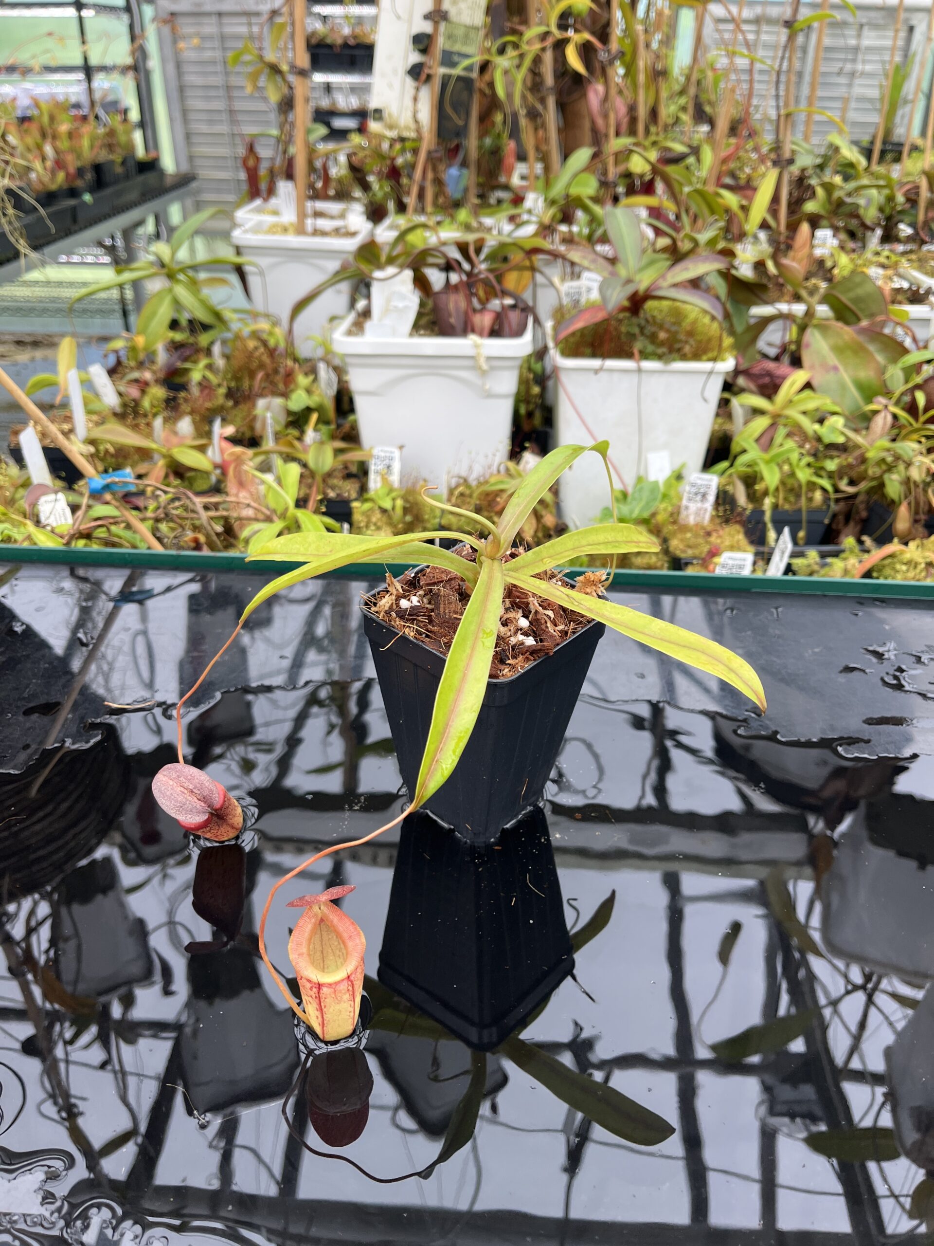 Wide Angle of Nepenthes burkei x tenuis | Borneo Exotics | BE-4535 | H25640