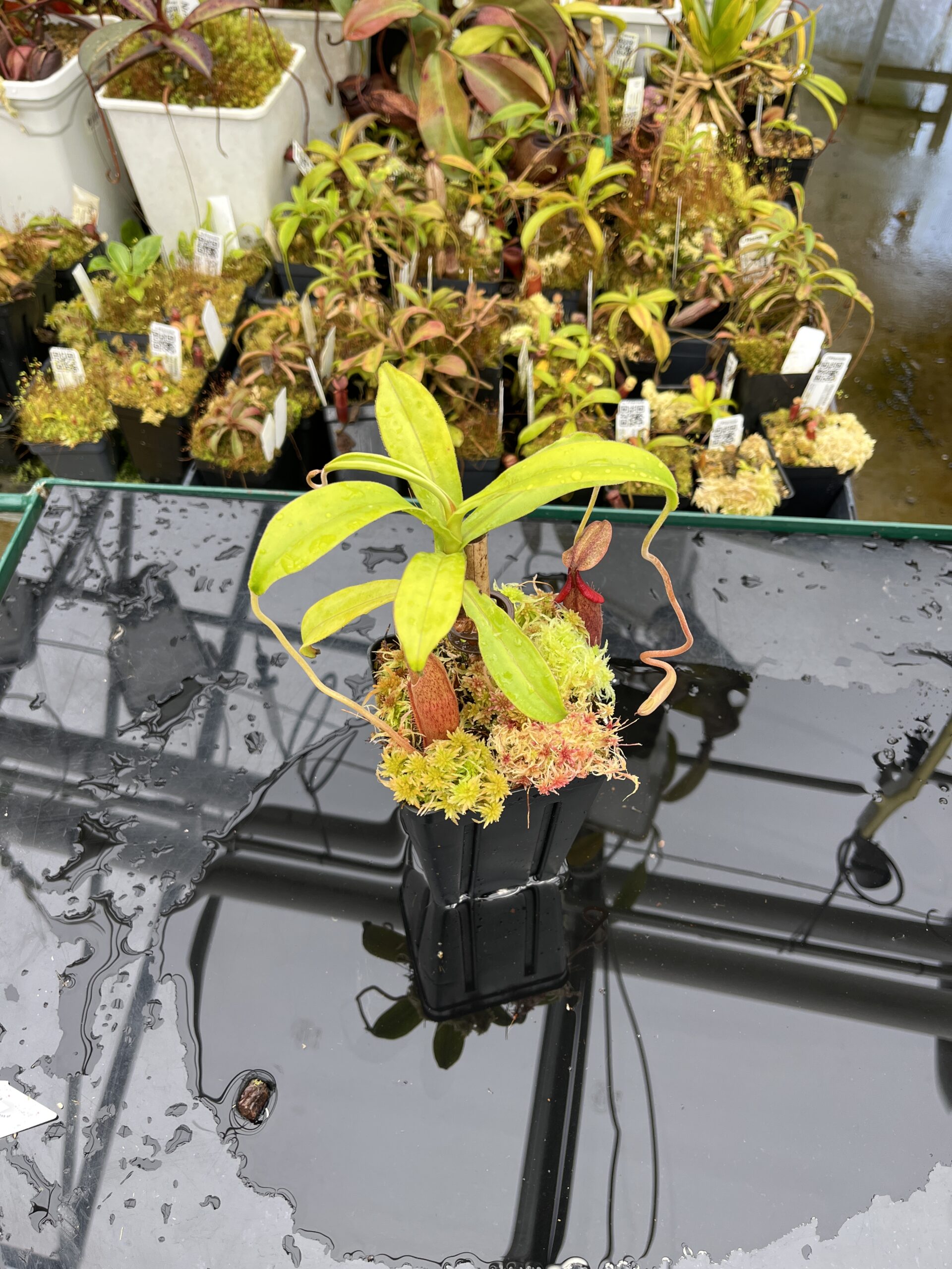 Wide Angle of Nepenthes carunculata (G. Sago) | Andreas Wistuba | AW-01 | H25860