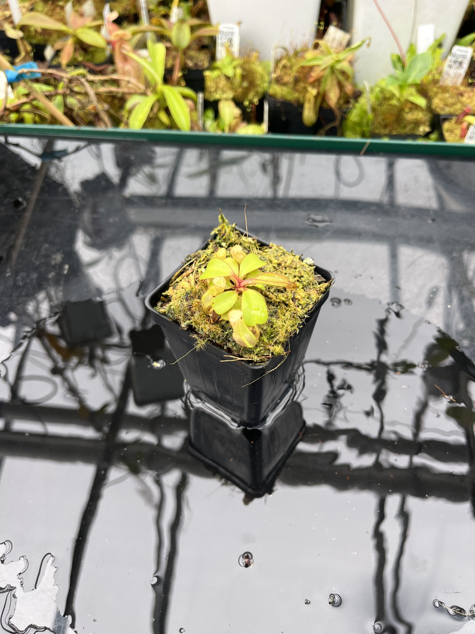Wide Angle of Nepenthes clipeata | Florae | FC-265.02 | Florae Collaborative | FC-265.02 | IN25650