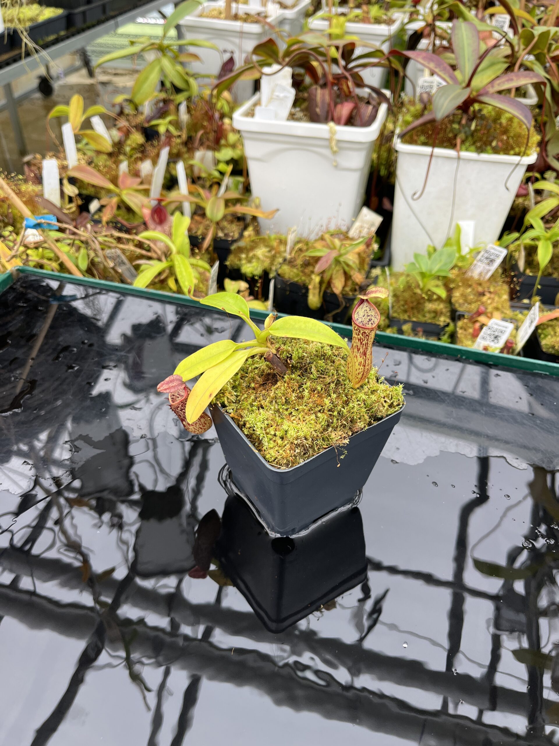 Wide Angle of Nepenthes copelandii (Mindanao, Philippines) | Andreas Wistuba | AW-01 | IN25807