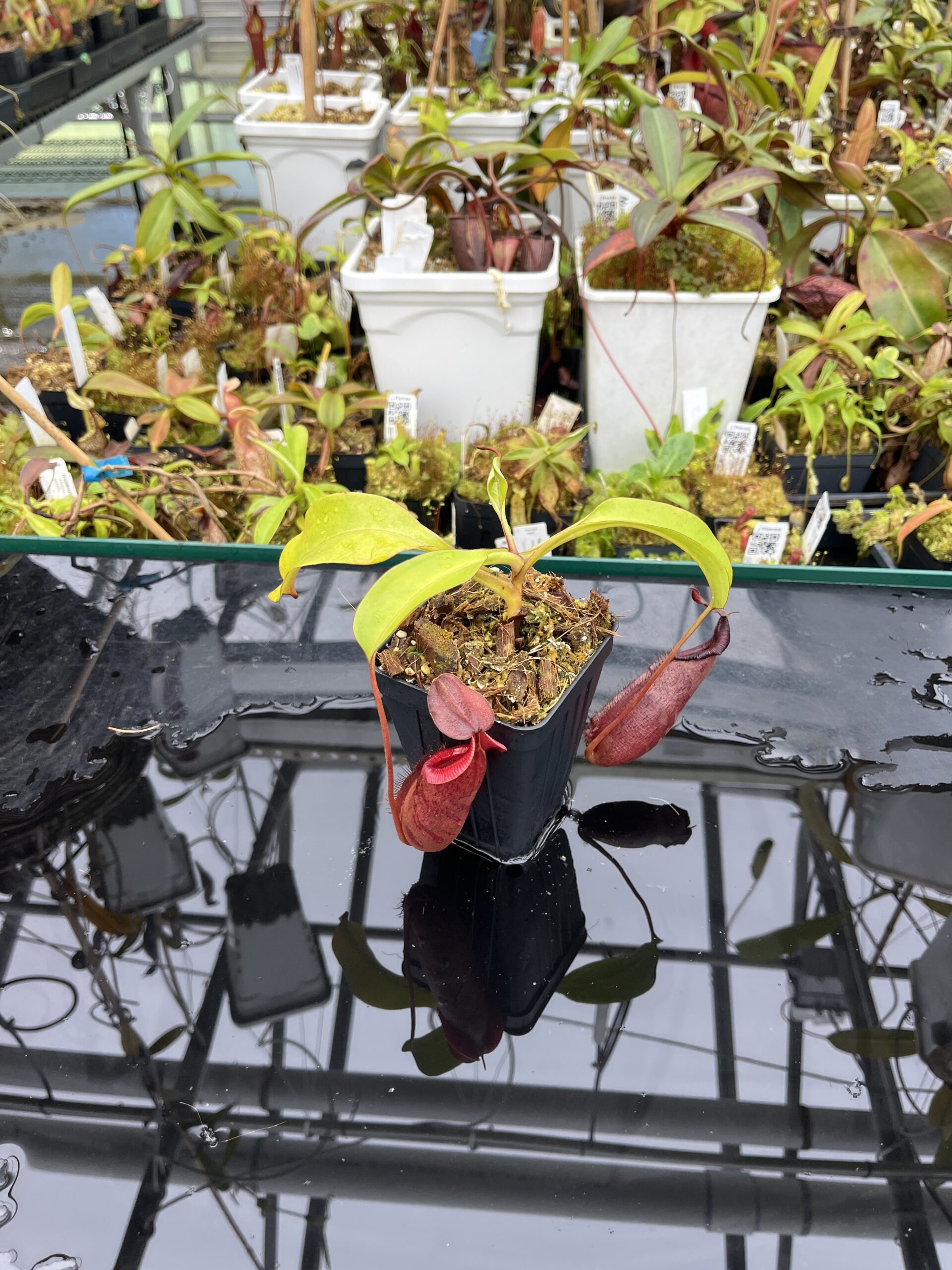 Wide Angle of Nepenthes densiflora x robcantleyi | Borneo Exotics | BE-3573 | IN25638