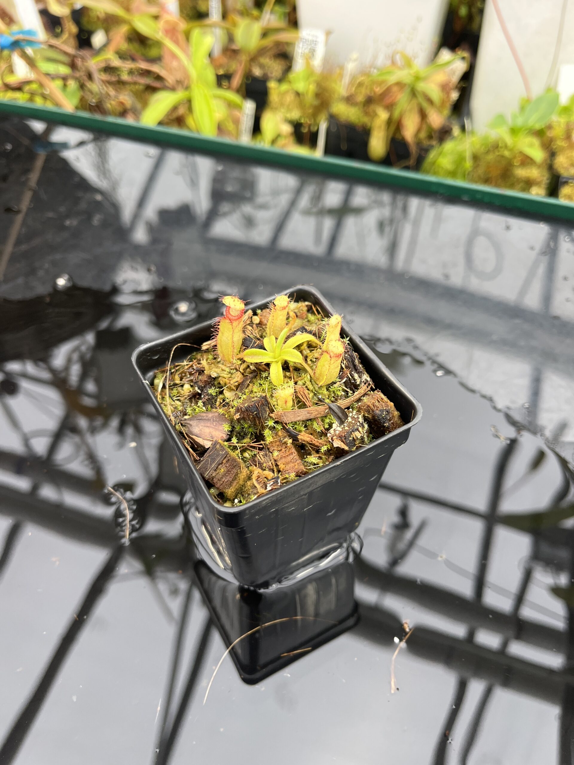 Wide Angle of Nepenthes (diabolica x hamata) x eymae G. Tambusisi pod #2 | MKS | Florae | Florae Collaborative | FC-436 | H25691
