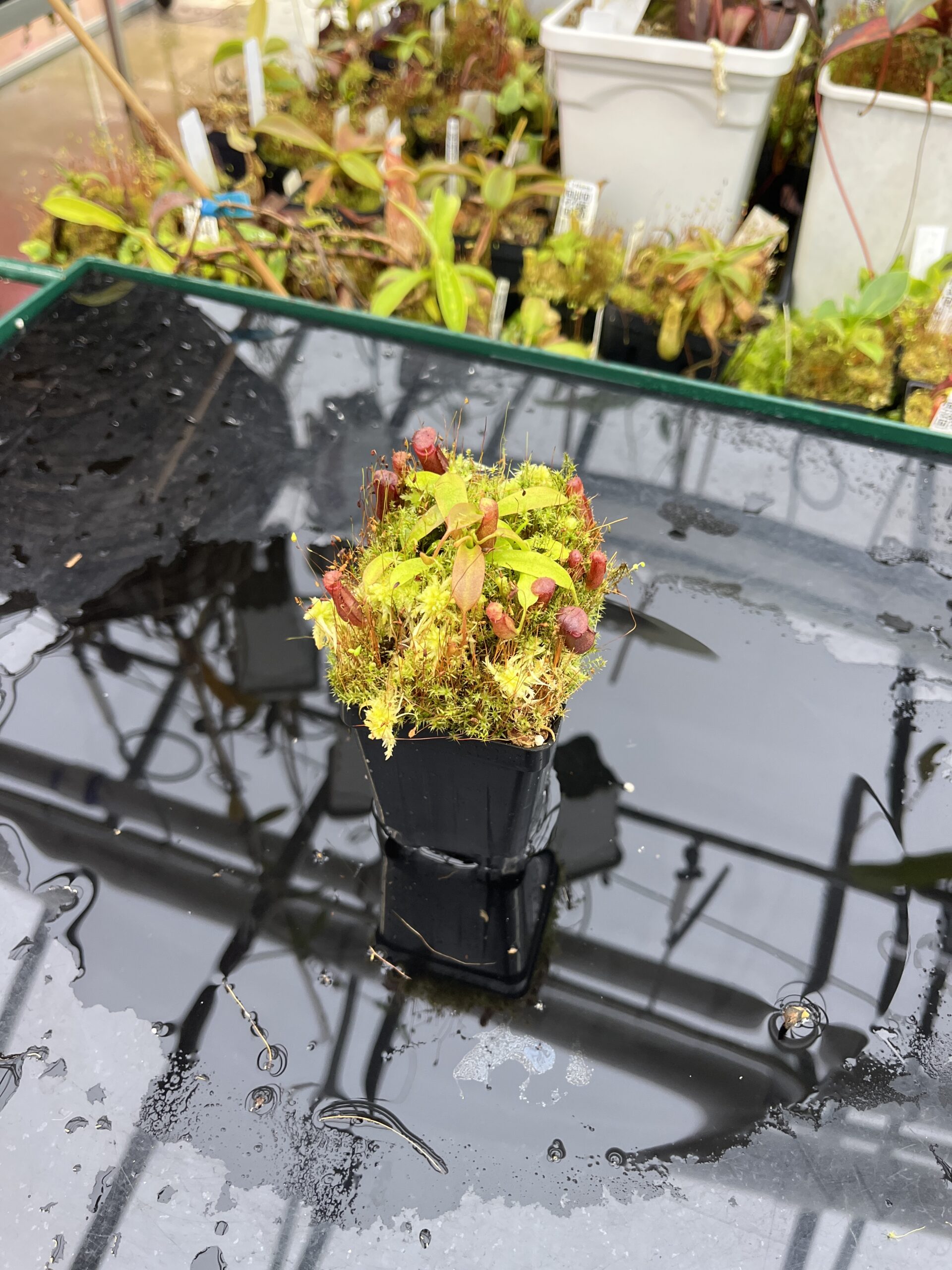 Wide Angle of Nepenthes diatas x villosa | JH | Florae | Clone 6 | Jeremiah Harris | JH-391.06 | H25701