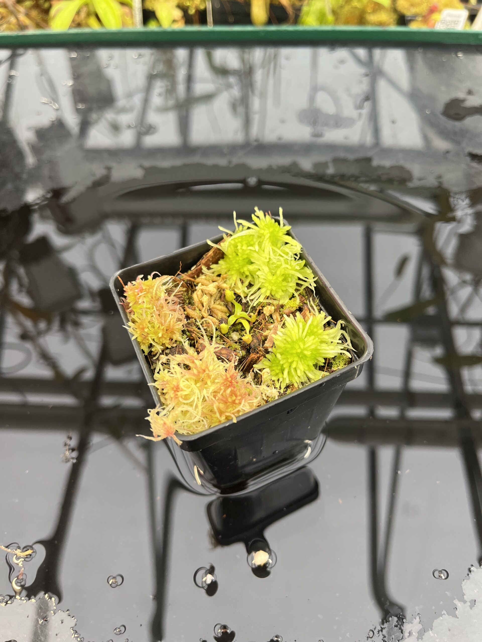 Wide Angle of Nepenthes edwardsiana | Jeremiah Harris | JH-458 | H25710