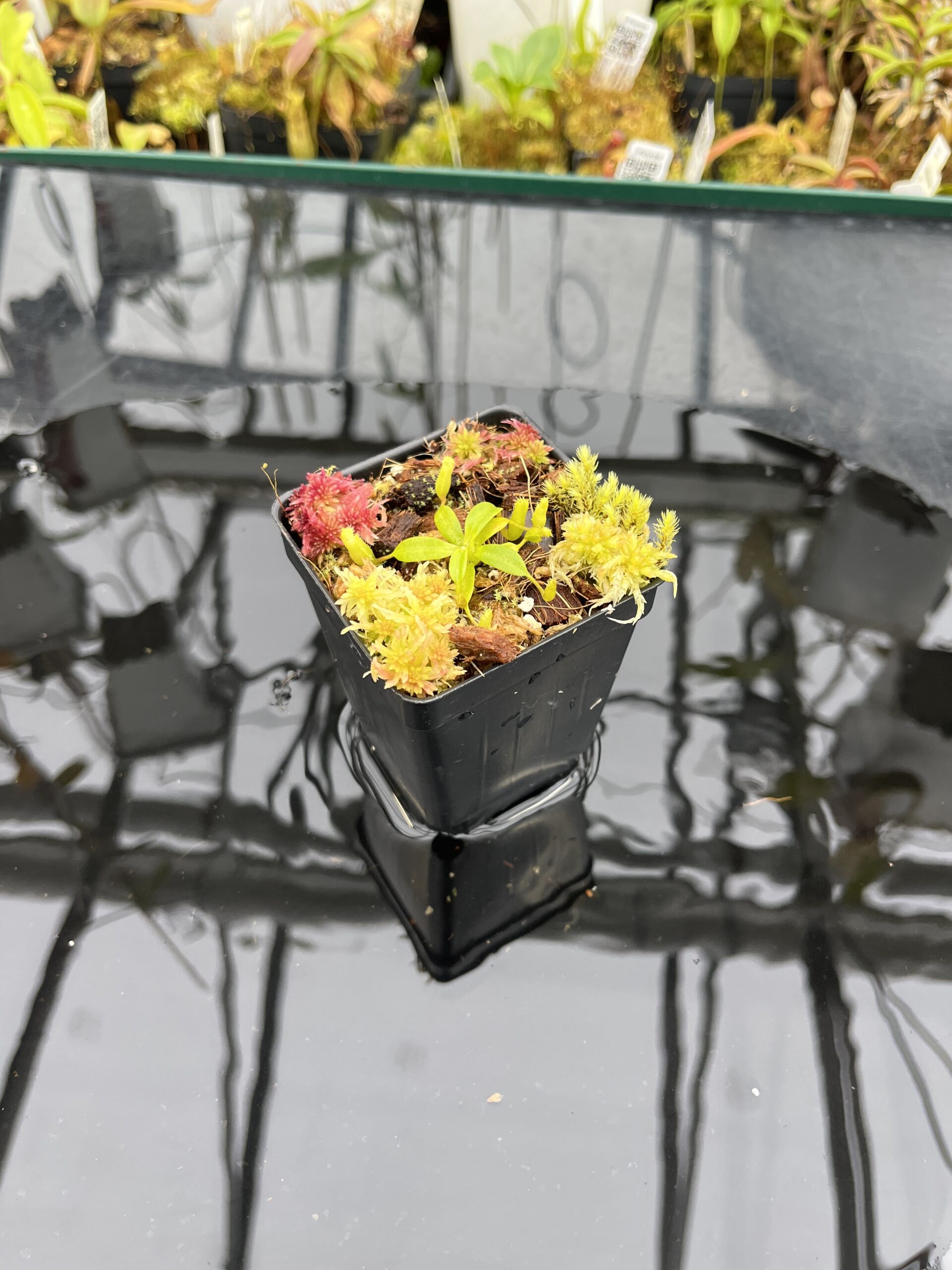 Wide Angle of Nepenthes edwardsiana | Jeremiah Harris | JH-458.00 | H25794