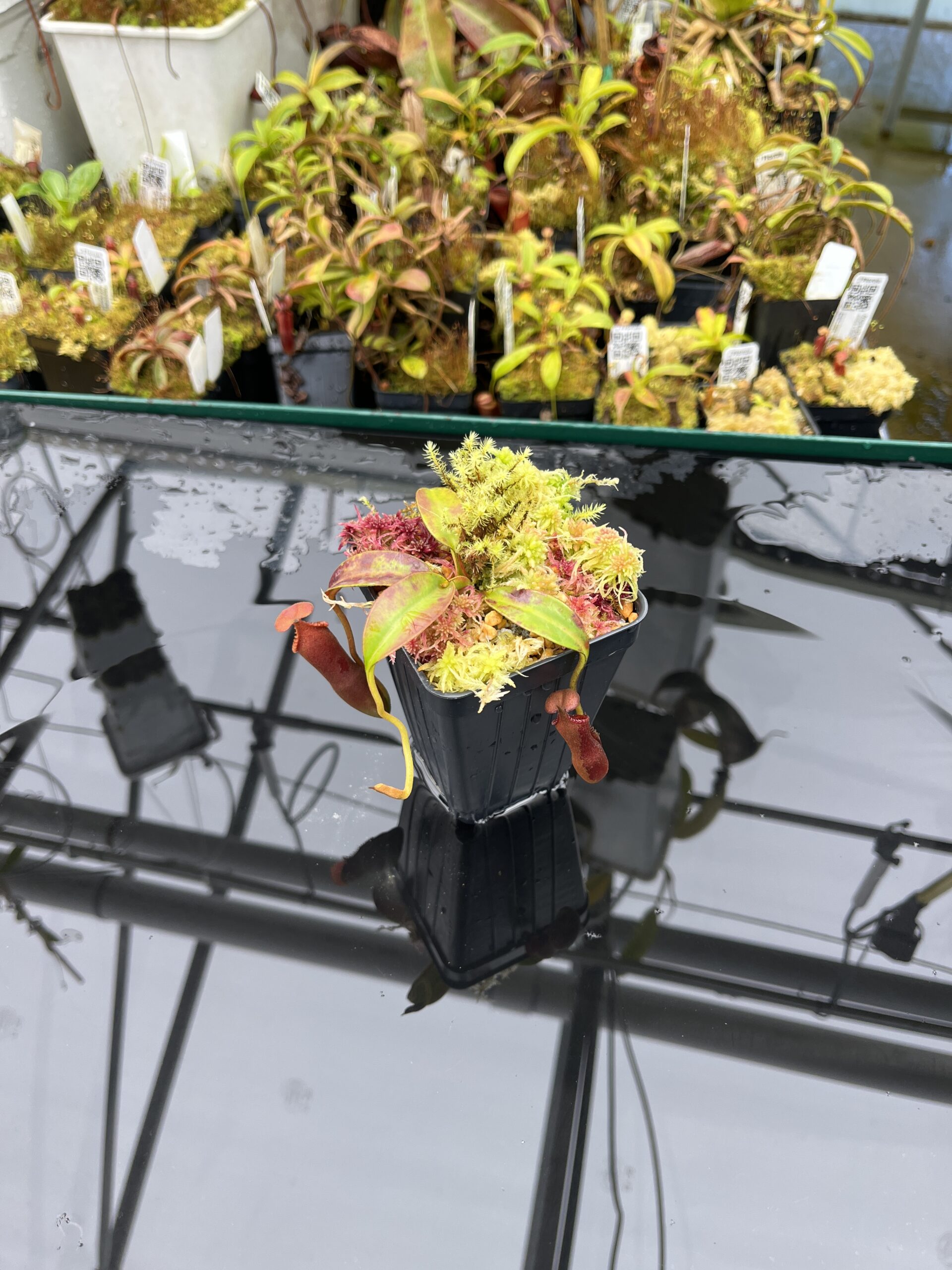 Wide Angle of Nepenthes edwardsiana (Tamb.) | Andreas Wistuba | AW-02 | H25867