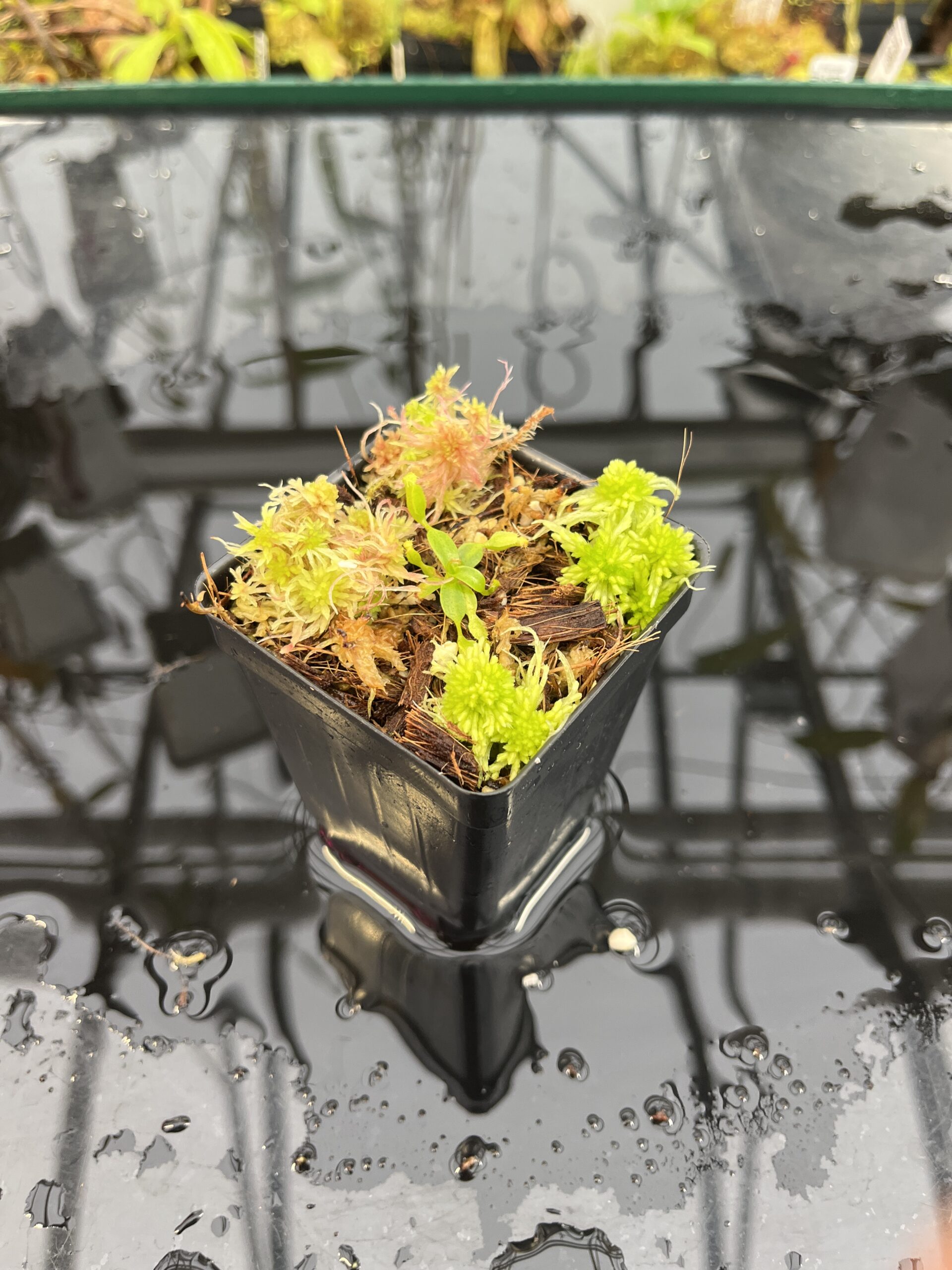 Wide Angle of Nepenthes edwardsiana x macrophylla | JH | Florae | Assorted Clones | Jeremiah Harris | JH-459 | H25711
