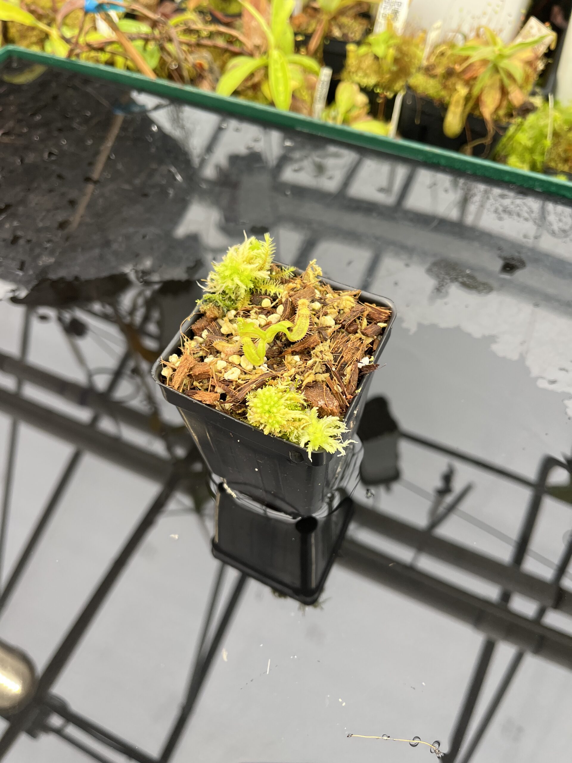Wide Angle of Nepenthes ephippiata Hose Mountains | Assorted Clones | Jeremiah Harris | JH-045 | H25698