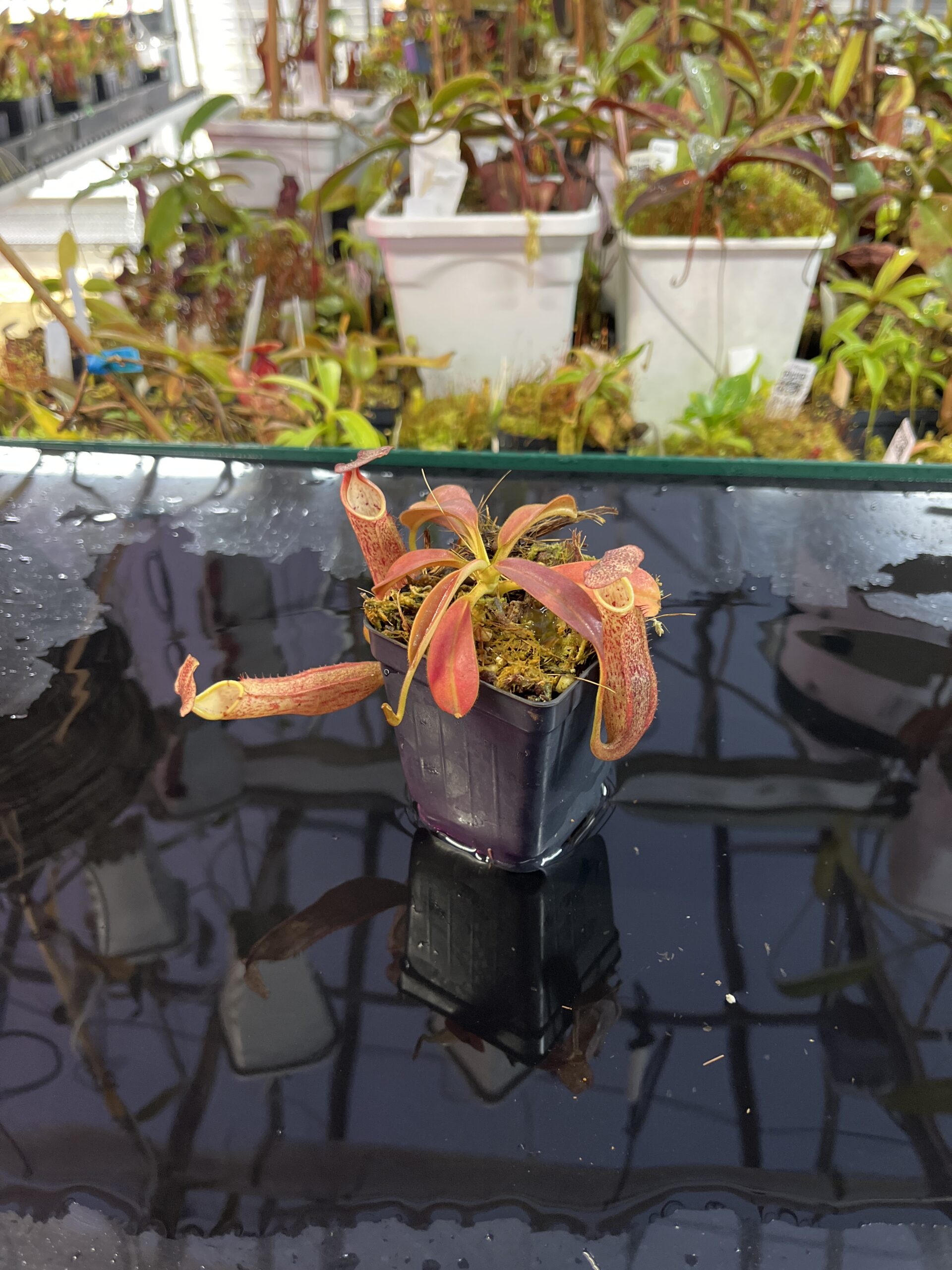 Wide Angle of Nepenthes eymae | Borneo Exotics | BE-3736 | IN25731