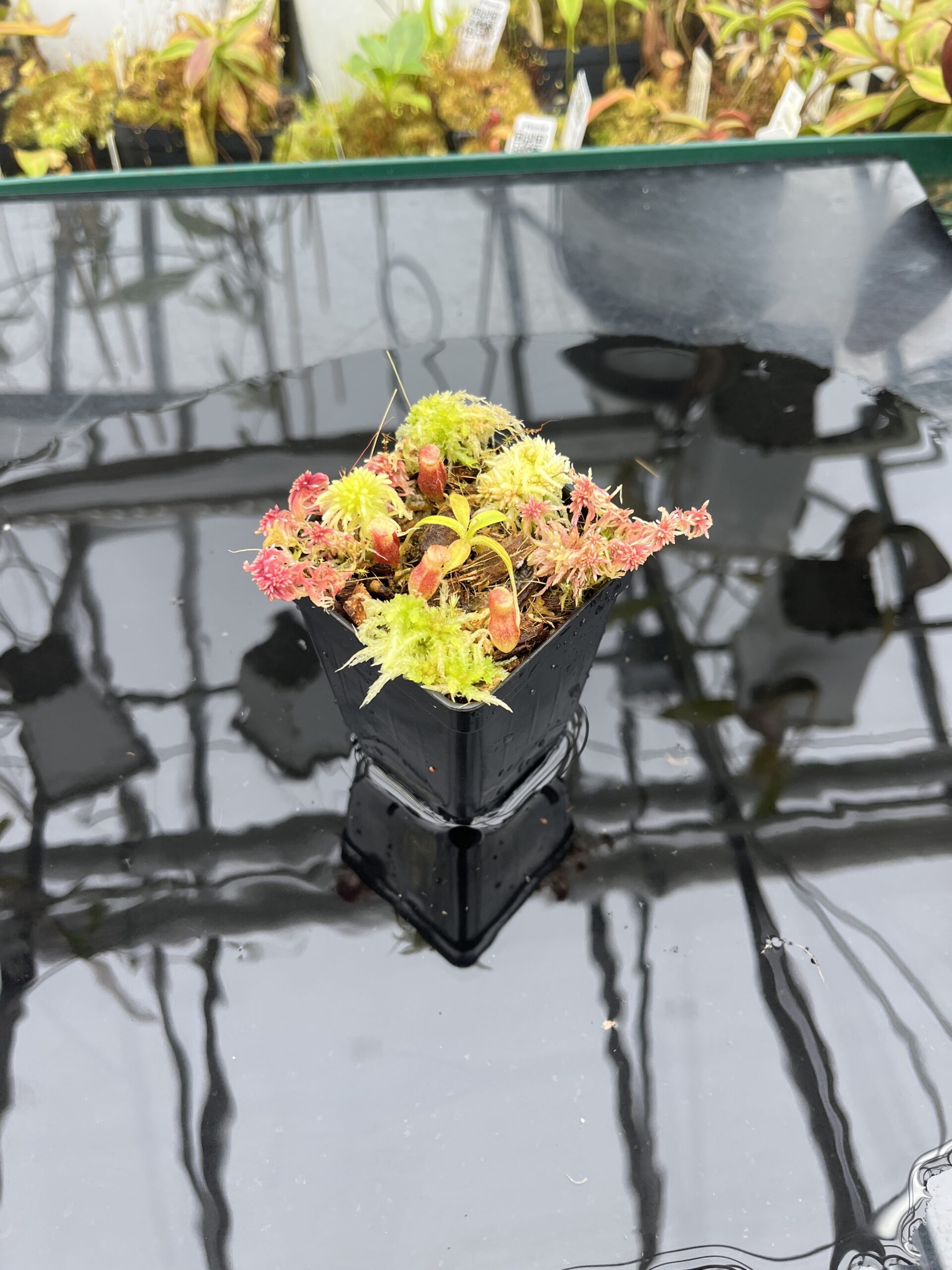 Wide Angle of Nepenthes flava x villosa | Andreas Wistuba | AW-(ISC) | H25790