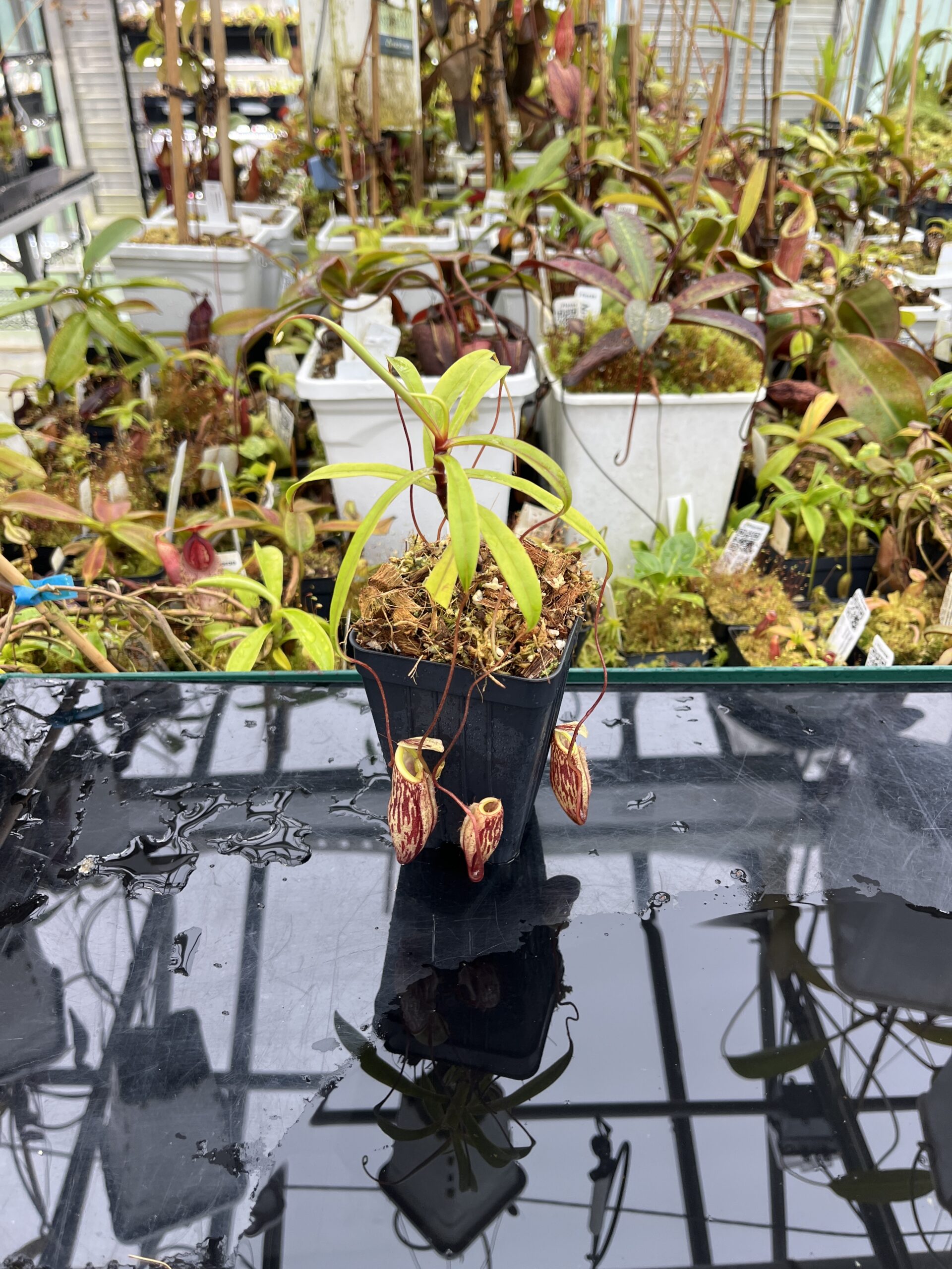 Wide Angle of Nepenthes glabrata | Borneo Exotics | BE-4592 | H25779