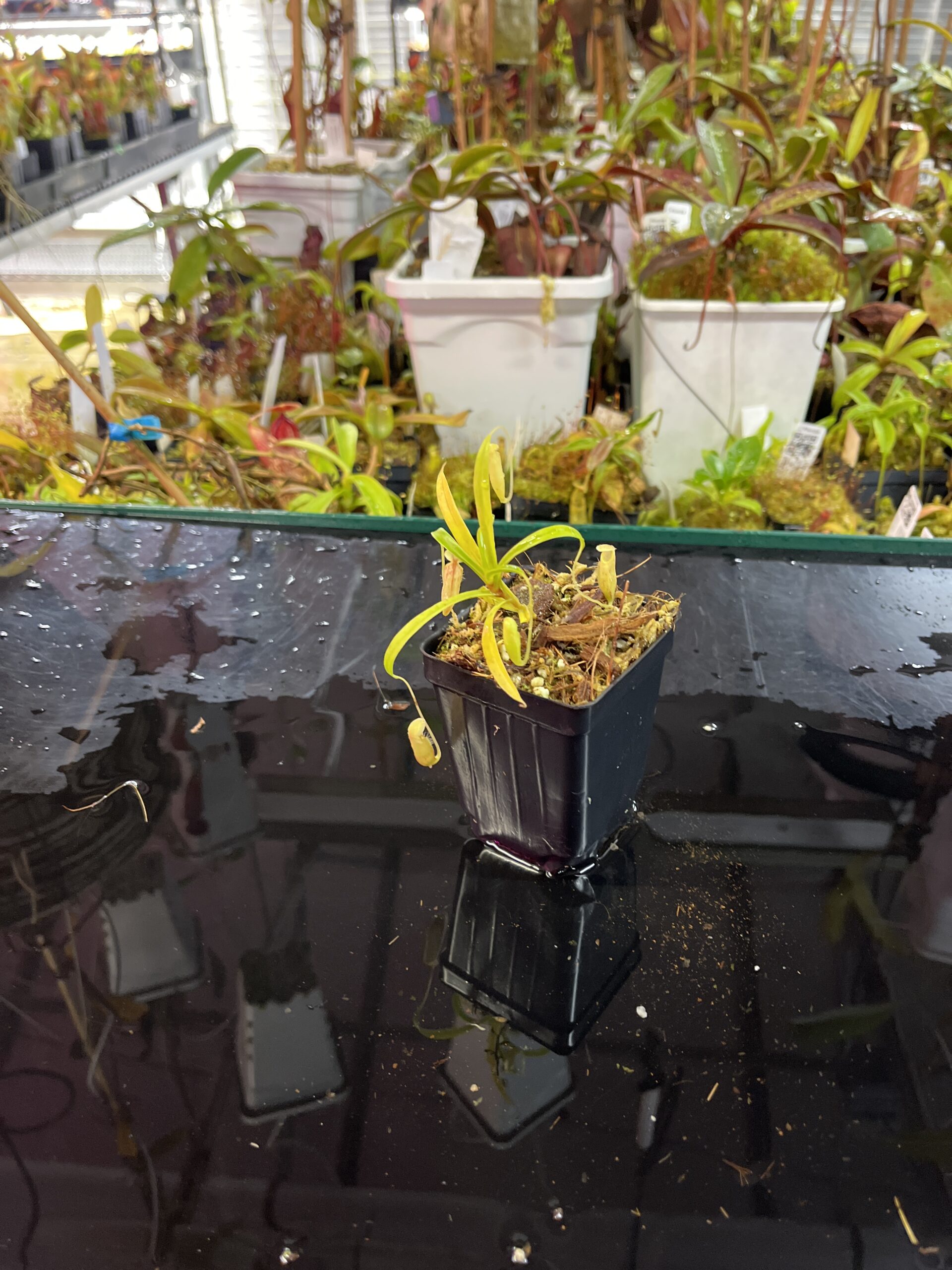 Wide Angle of Nepenthes glabrata | Florae Collaborative | FC-075.IC | H25742