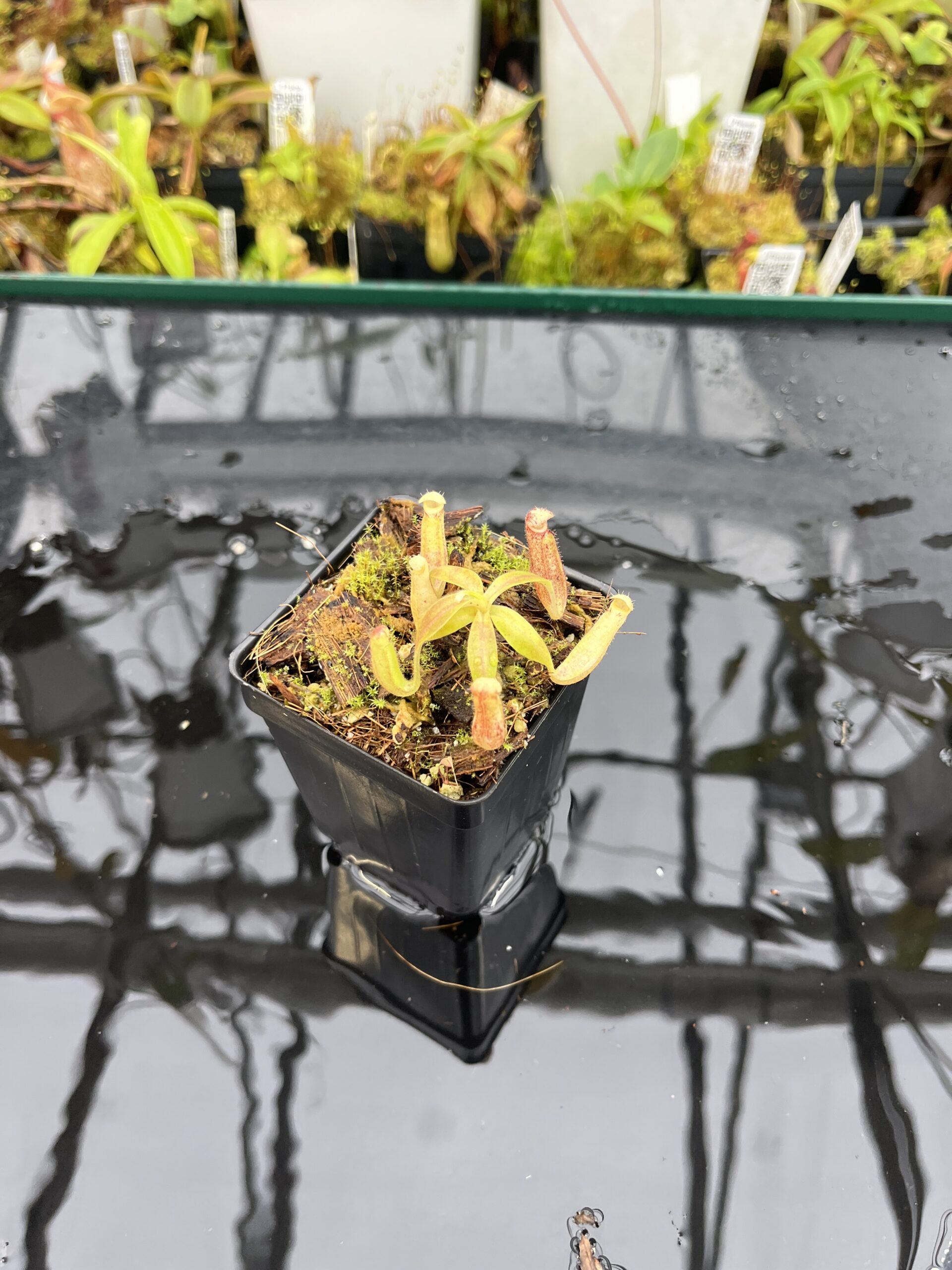 Wide Angle of Nepenthes glandulifera (Hort.) | Jeremiah Harris | JH-495 | H25688