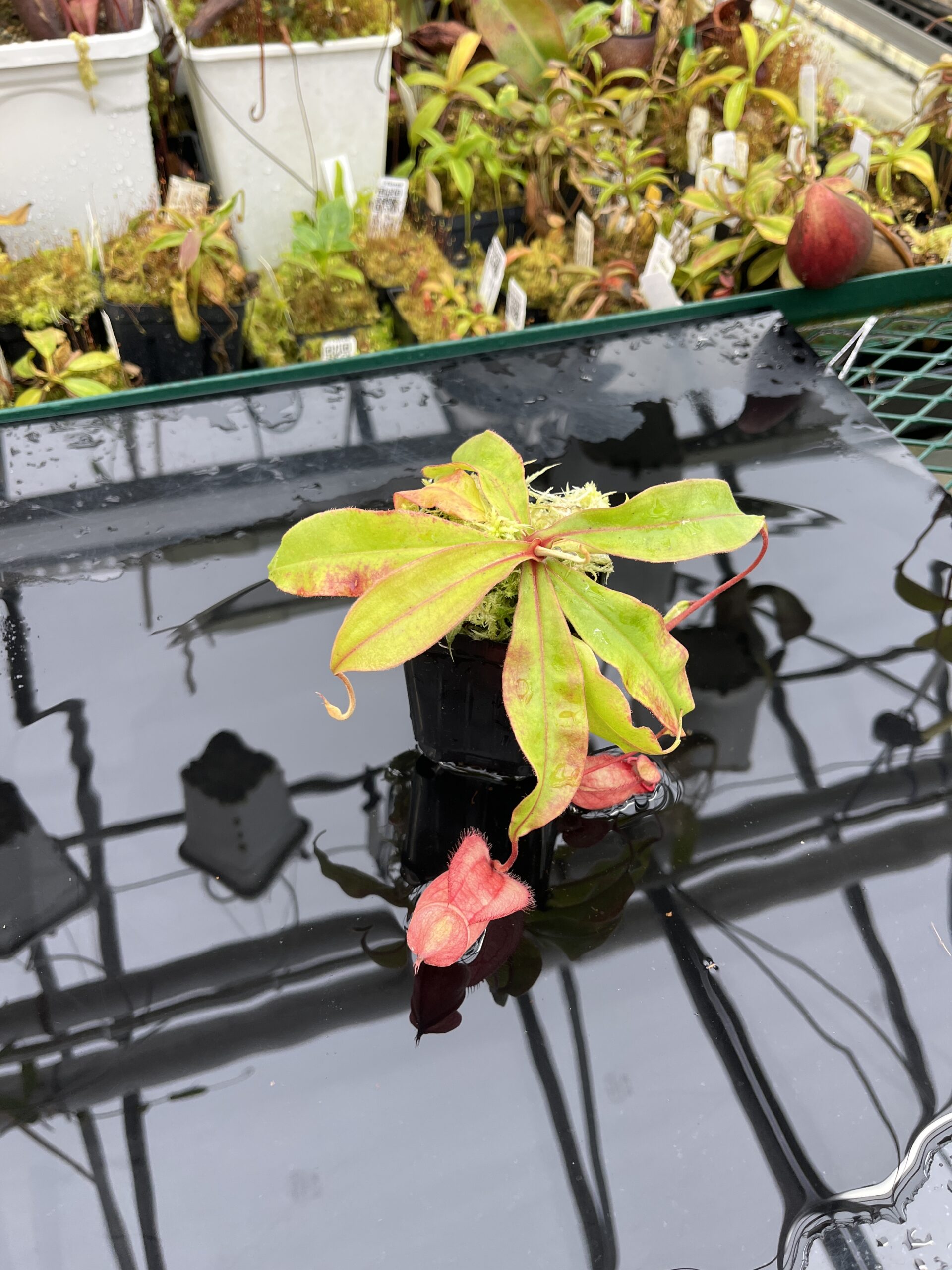 Wide Angle of Nepenthes globosa x hemsleyana | Manny Herrera | | L25764