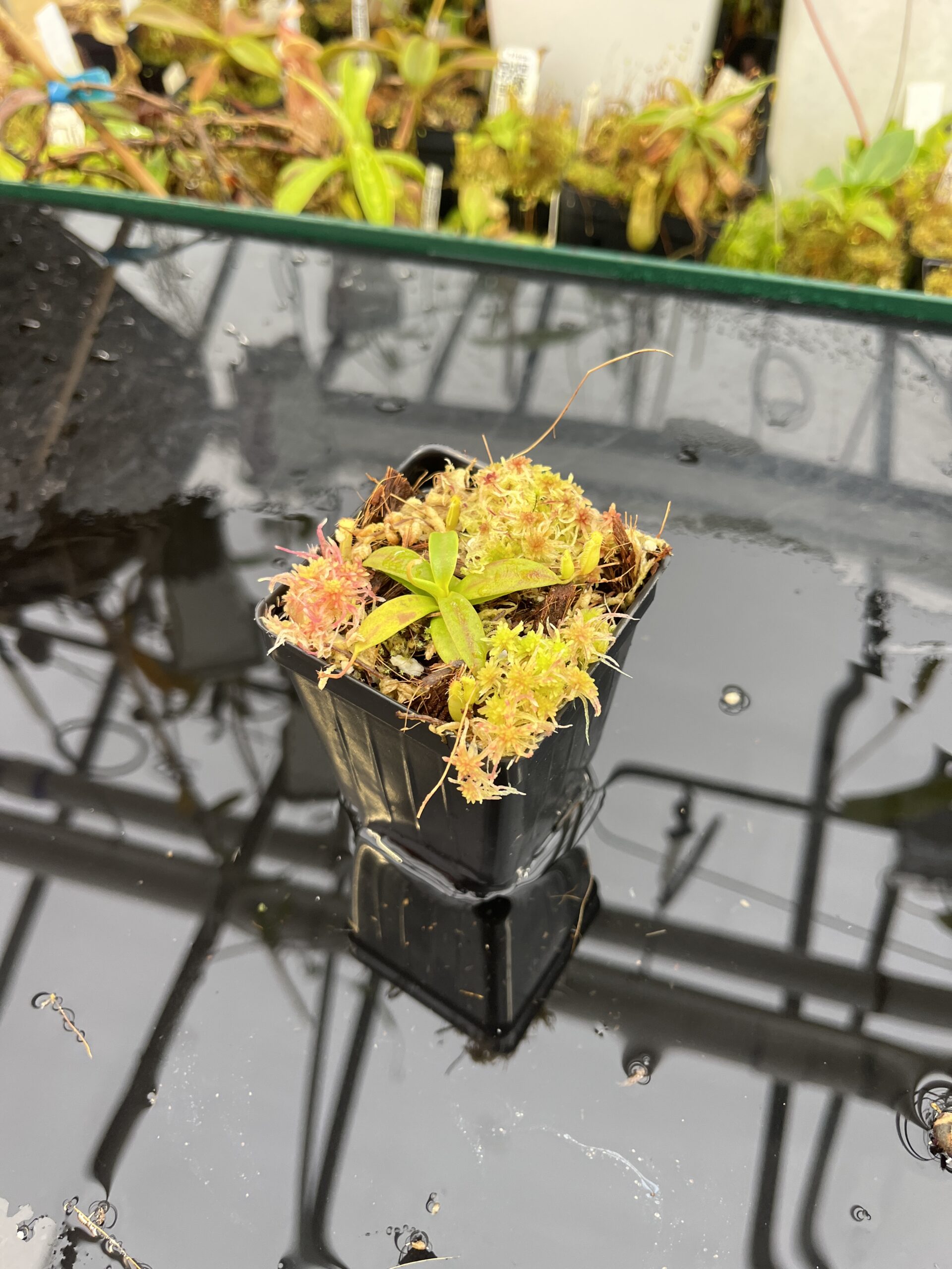Wide Angle of Nepenthes hamata (katopasa) x edwardsiana| Clone 4 | Florae Collaborative | FC-266.04 | H25704