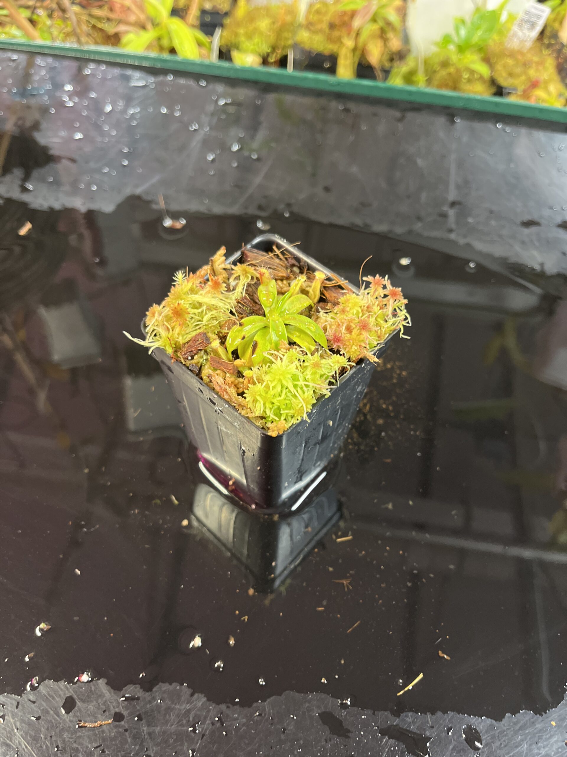 Wide Angle of Nepenthes hamata (katopasa) x edwardsiana| Clone 4 | Florae Collaborative | FC-266.04 | H25741