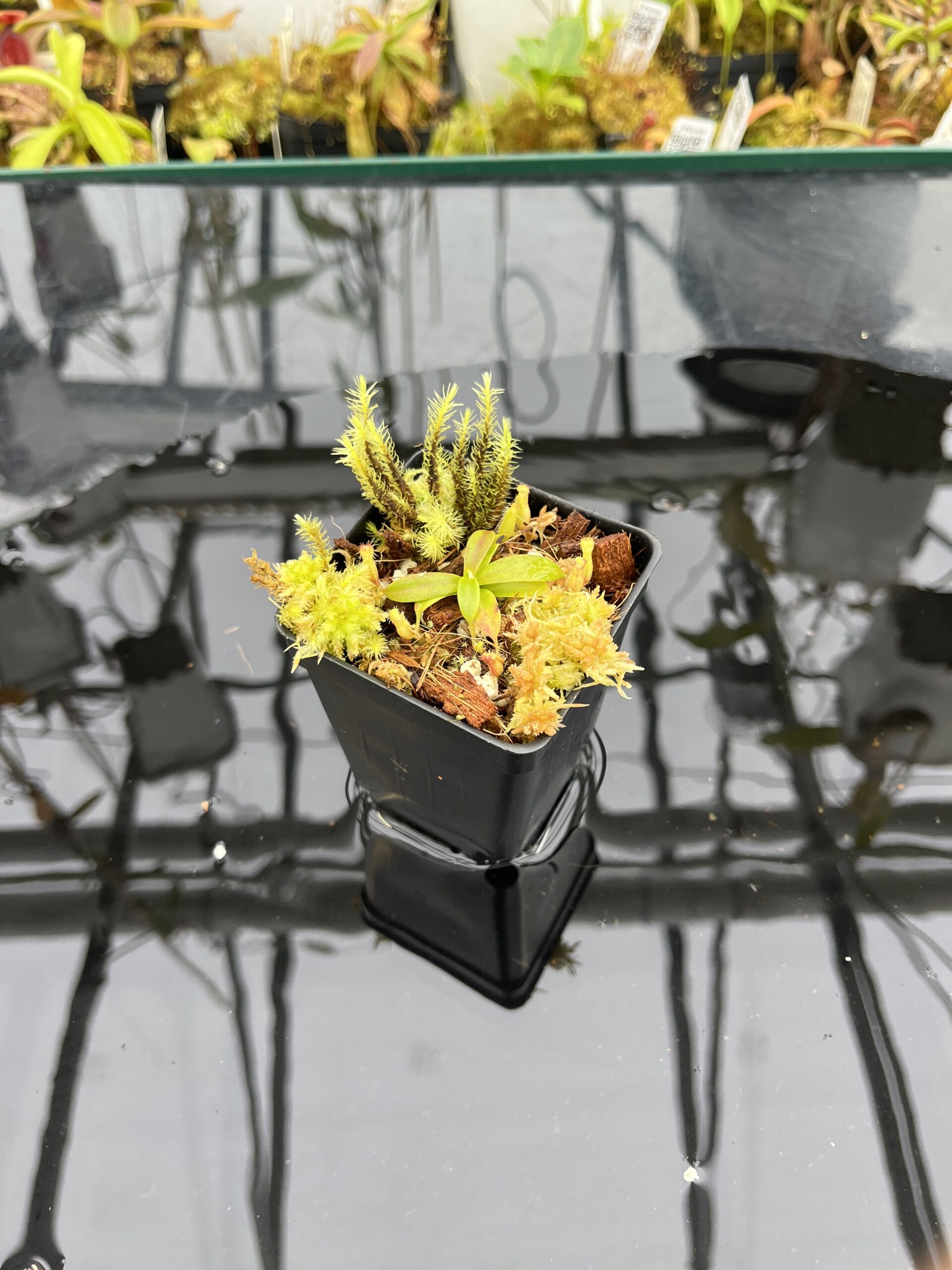 Wide Angle of Nepenthes hamata (katopasa) x edwardsiana| Clone 4 | Florae Collaborative | FC-266.04 | H25796