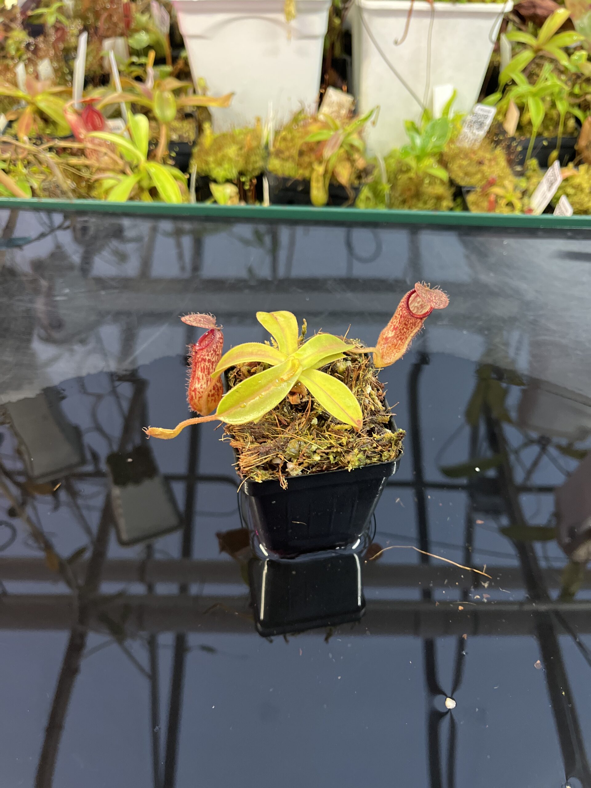 Wide Angle of Nepenthes hamata x klossii | Borneo Exotics | BE-4562 | IN25727