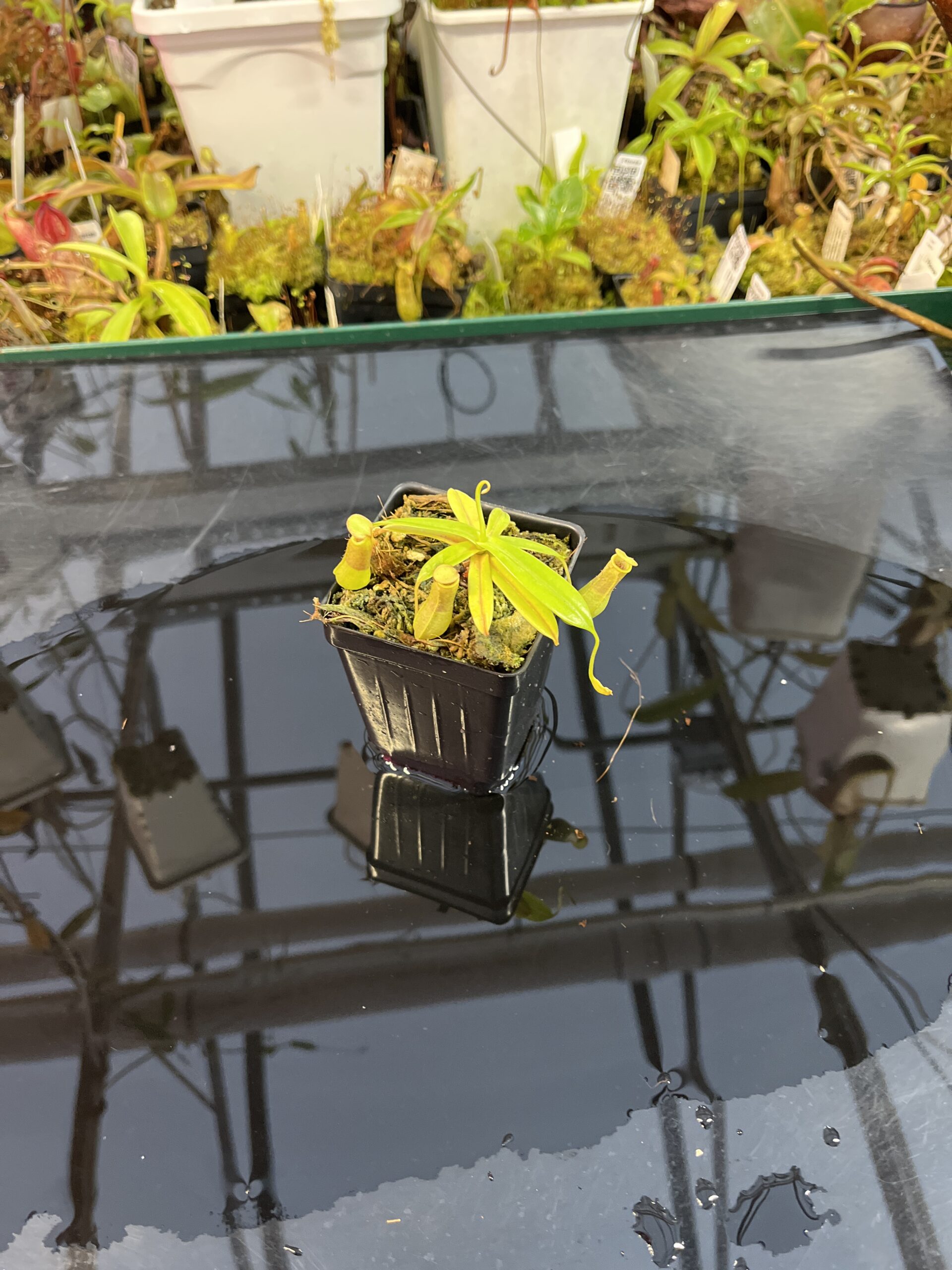 Wide Angle of Nepenthes insignis | Borneo Exotics | BE-3089 | L25725
