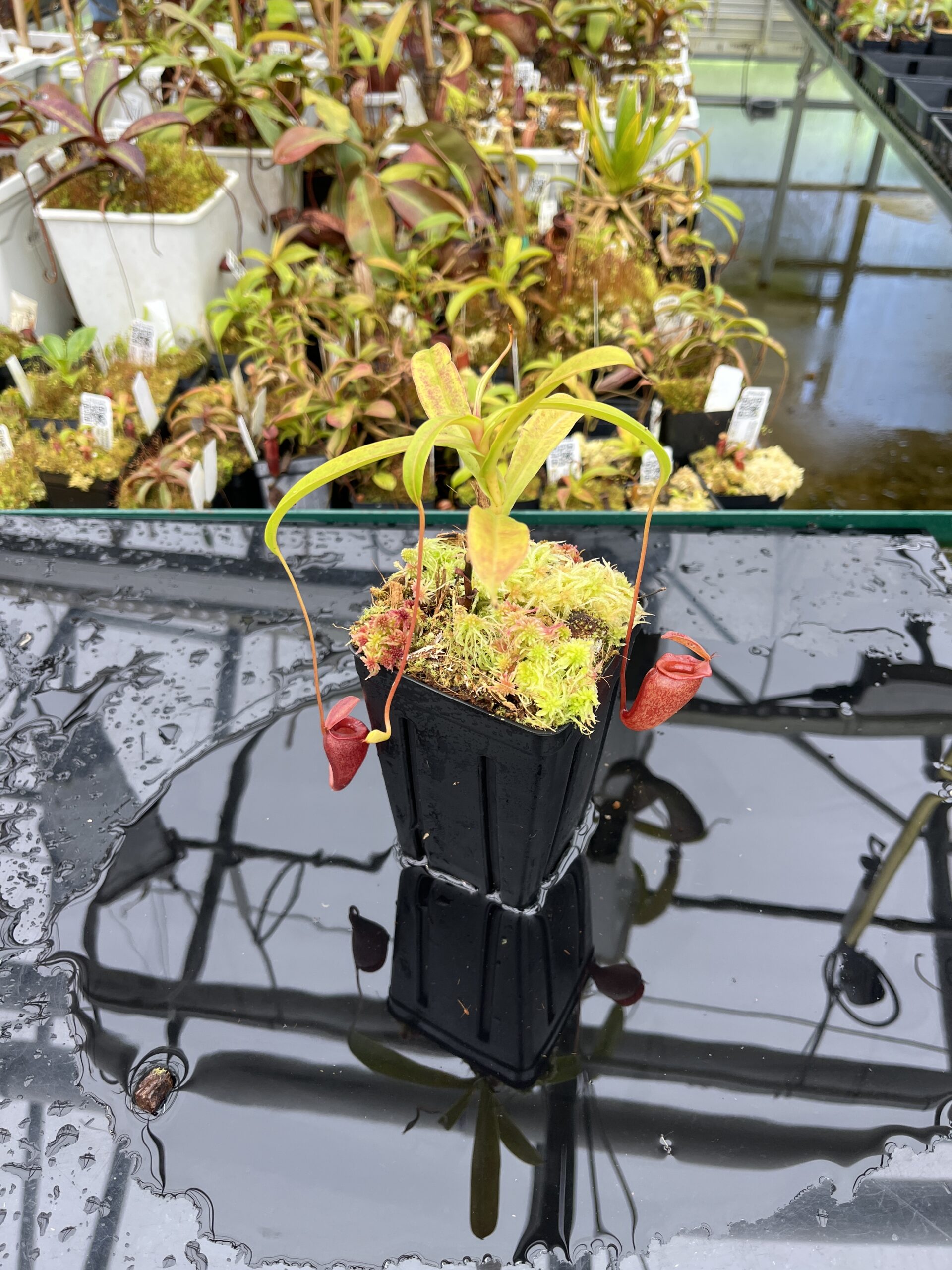 Wide Angle of Nepenthes jacquelineae | Borneo Exotics | BE-3874 | H25859