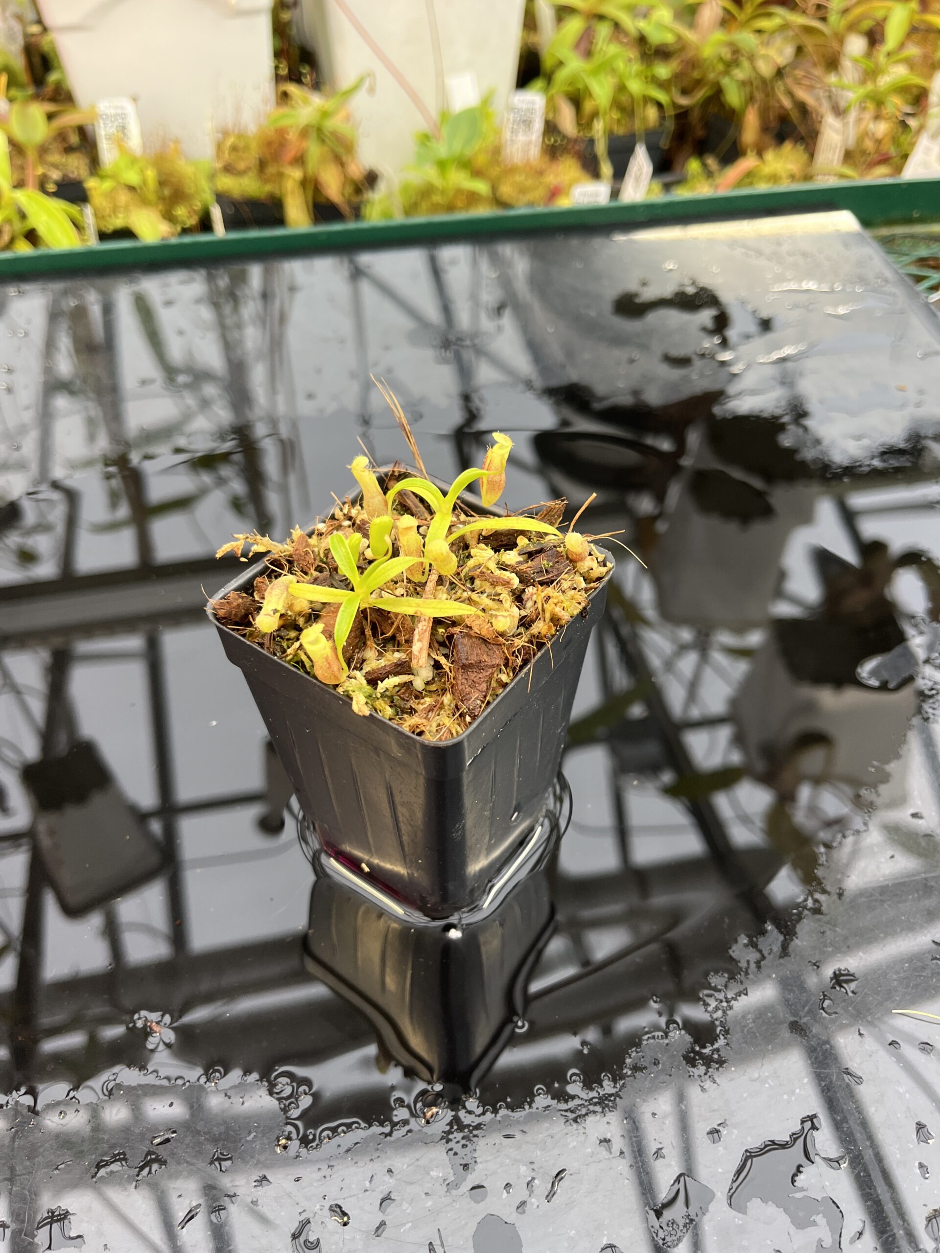 Wide Angle of Nepenthes jamban | Florae Collaborative | FC-026.IC | H25709