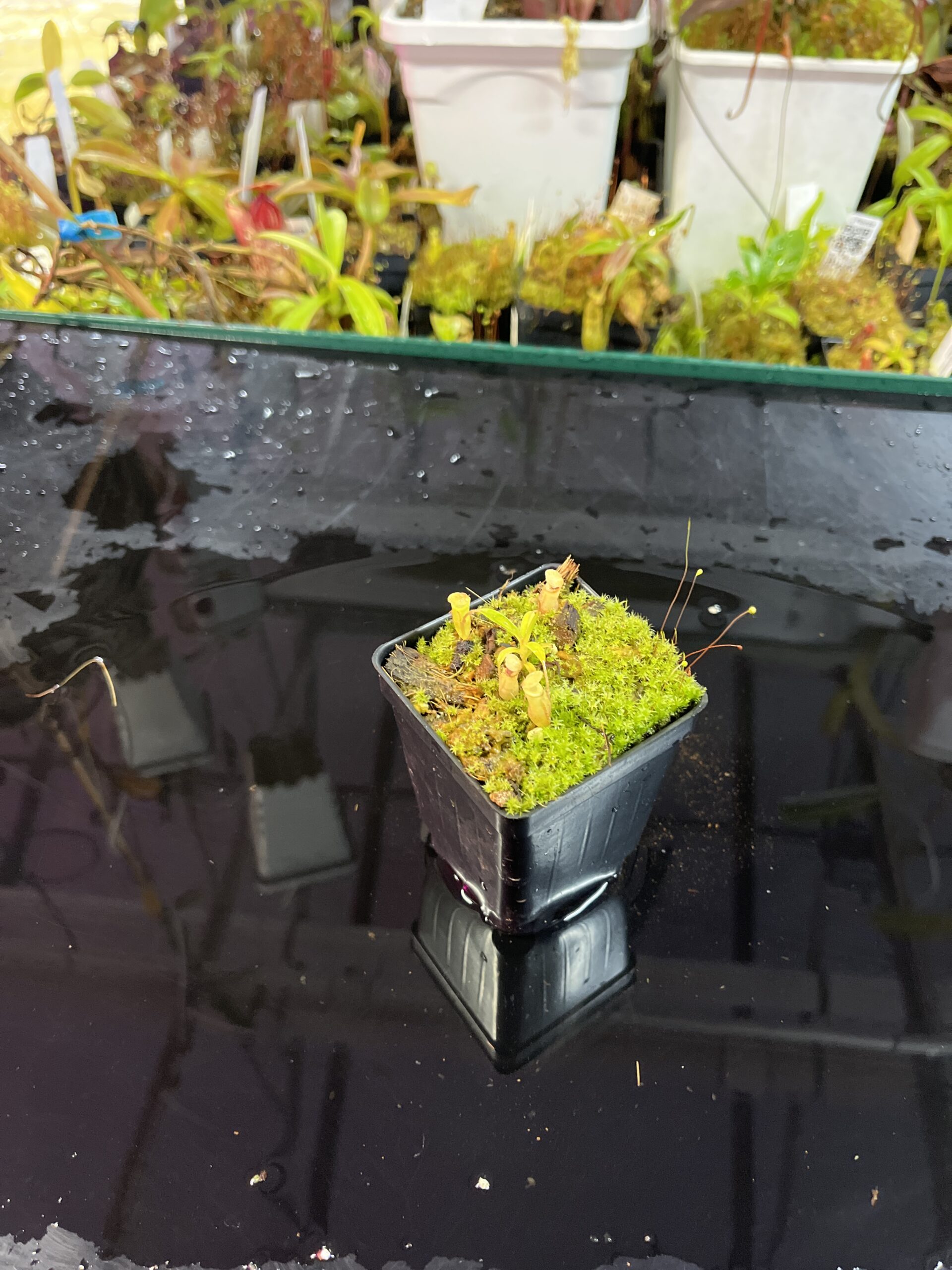 Wide Angle of Nepenthes jamban | Florae Collaborative | FC-026.IC | H25713