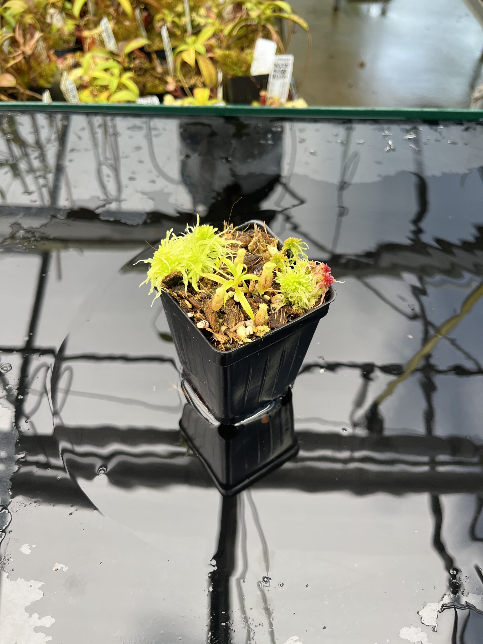 Wide Angle of Nepenthes jamban | Florae Collaborative | FC-026.IC | H25834