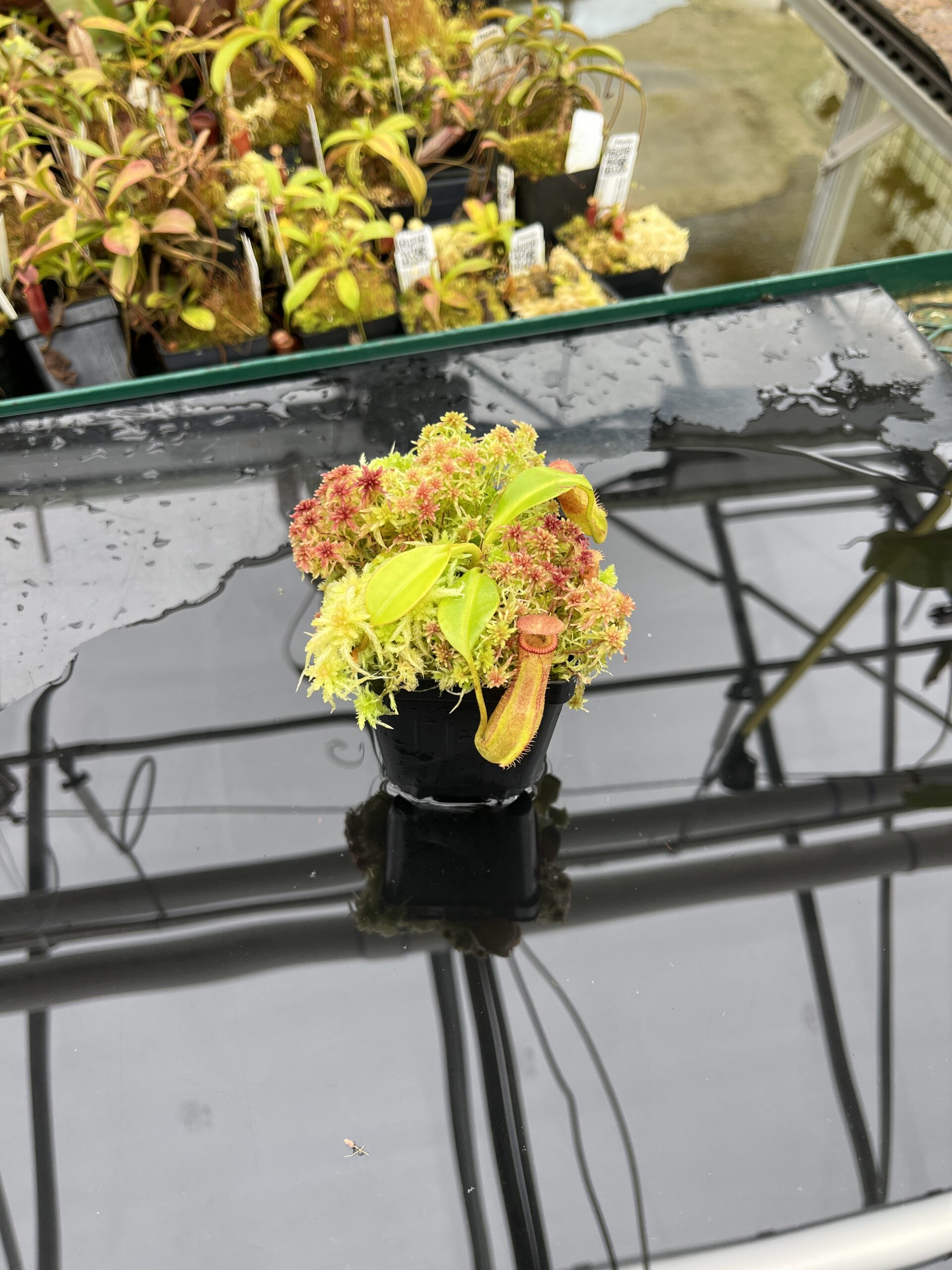 Wide Angle of Nepenthes (lowii x truncata squat) x edwardsiana | Andreas Wistuba | AW-ISC) | IN25849