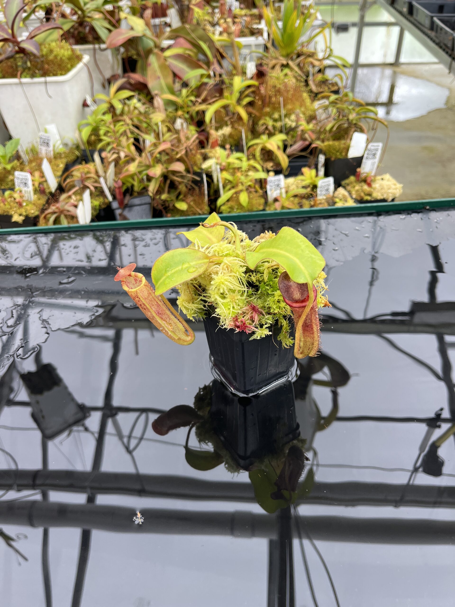 Wide Angle of Nepenthes (lowii x truncata) x (burbidgeae x lowii) | Andreas Wistuba | AW-ISC | IN25848