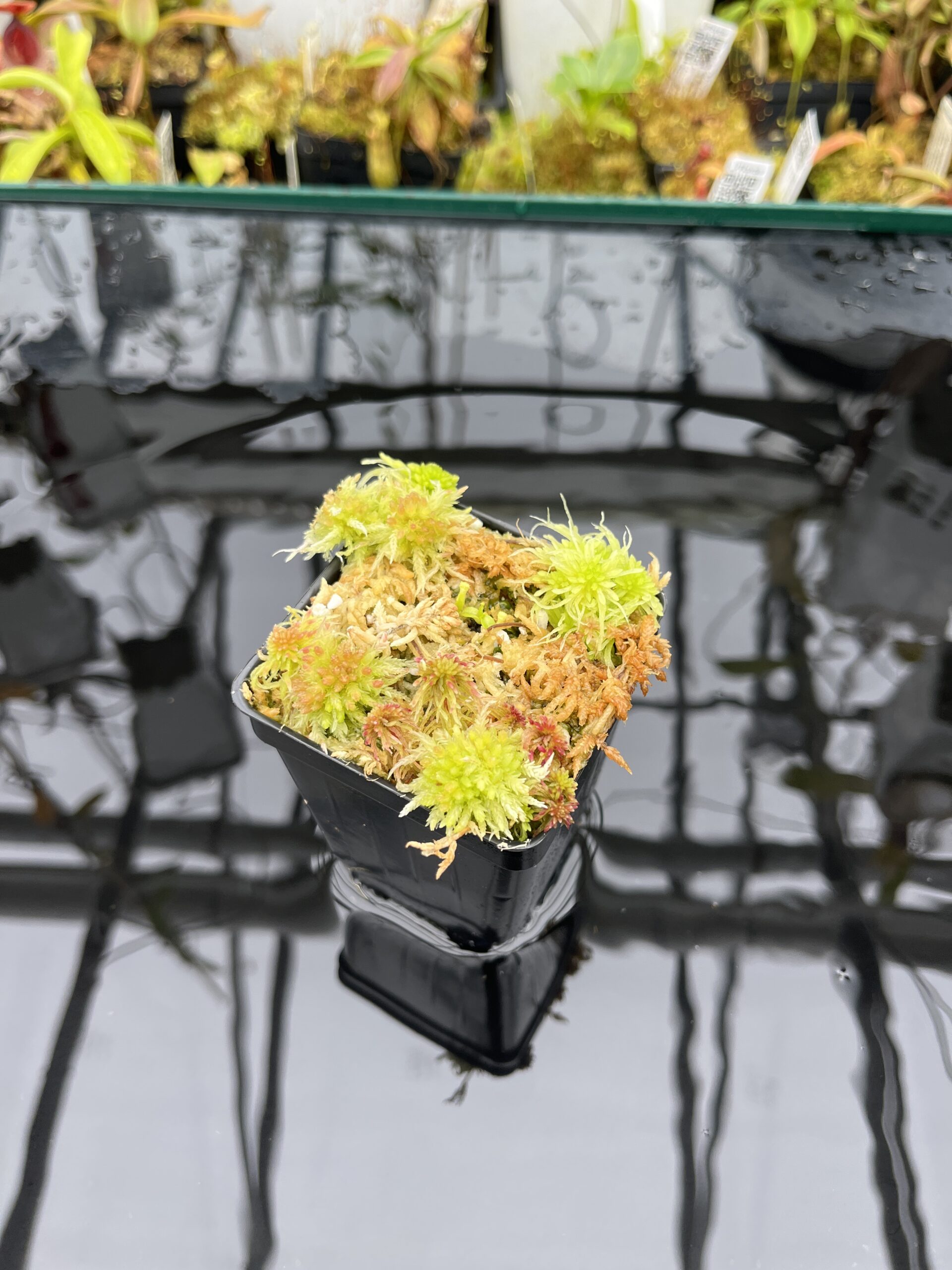 Wide Angle of Nepenthes (lowii x truncata) x edwardsiana | Mike Kevin Smith | MKS-638.00 | IN25819