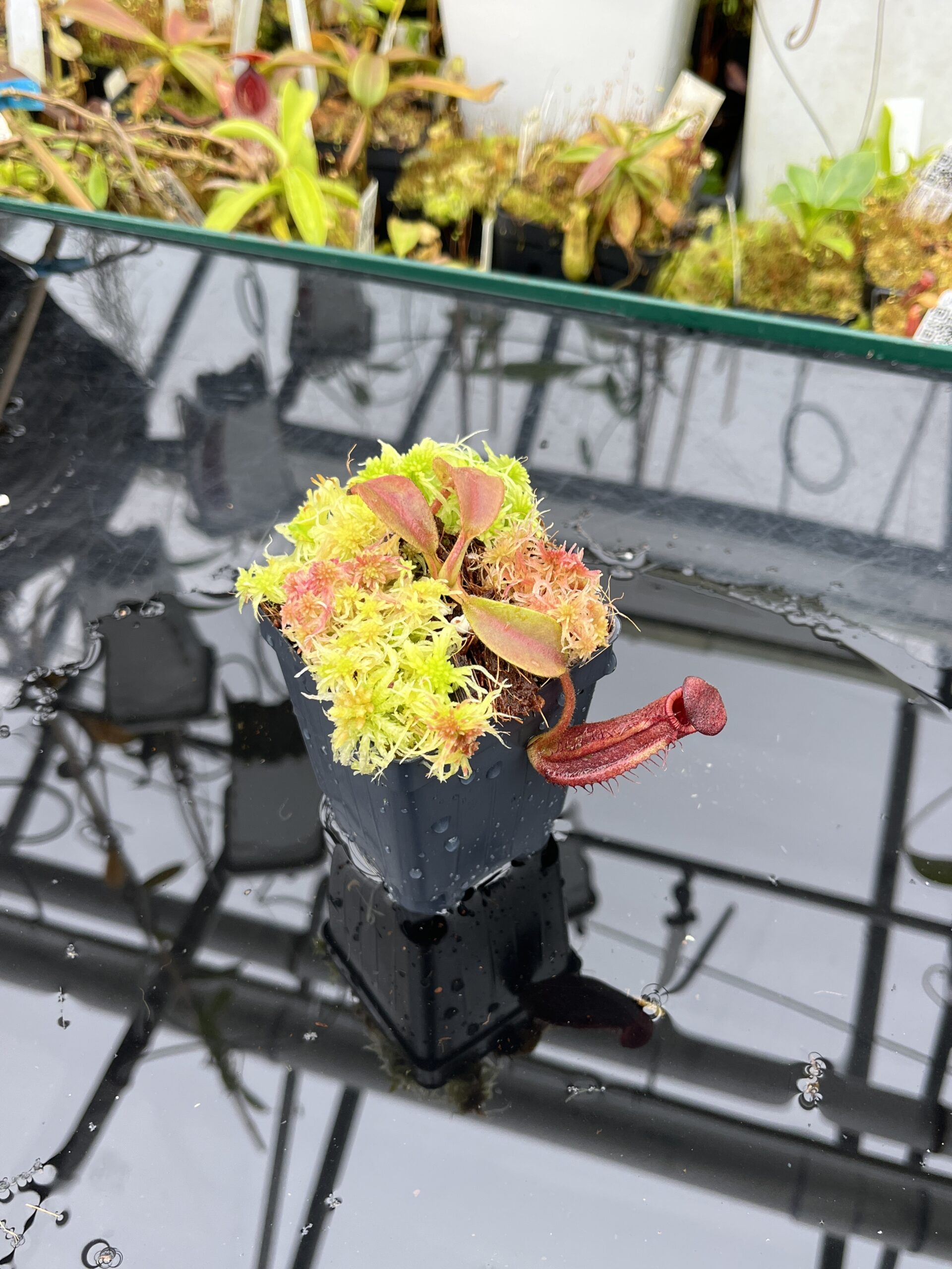 Wide Angle of Nepenthes lowii x veitchii (striped peristome) | Andreas Wistuba | AW-RSC | IN25813
