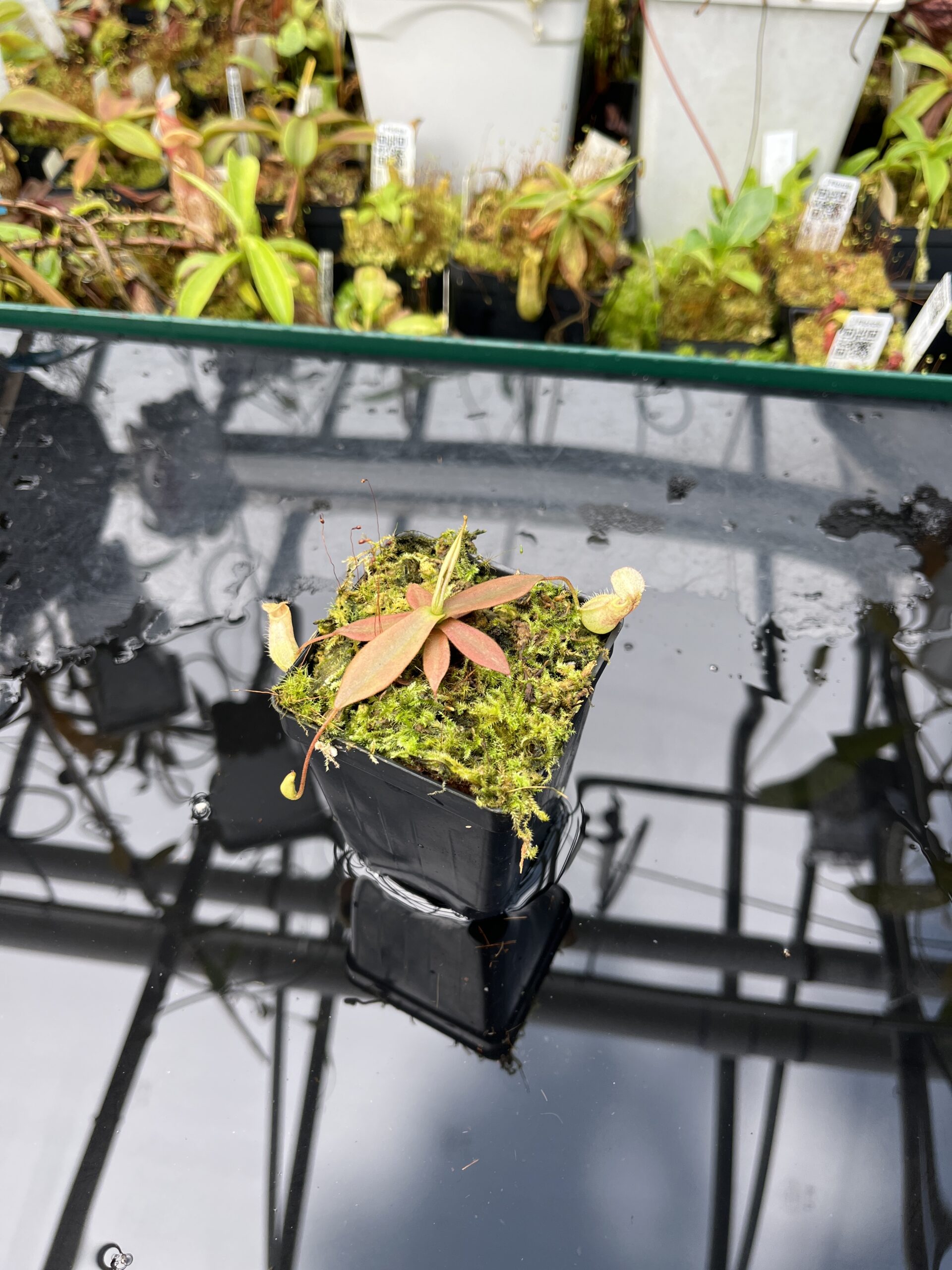 Wide Angle of Nepenthes mapuluensis | Jeremiah Harris | JH-143.01 | IN25657