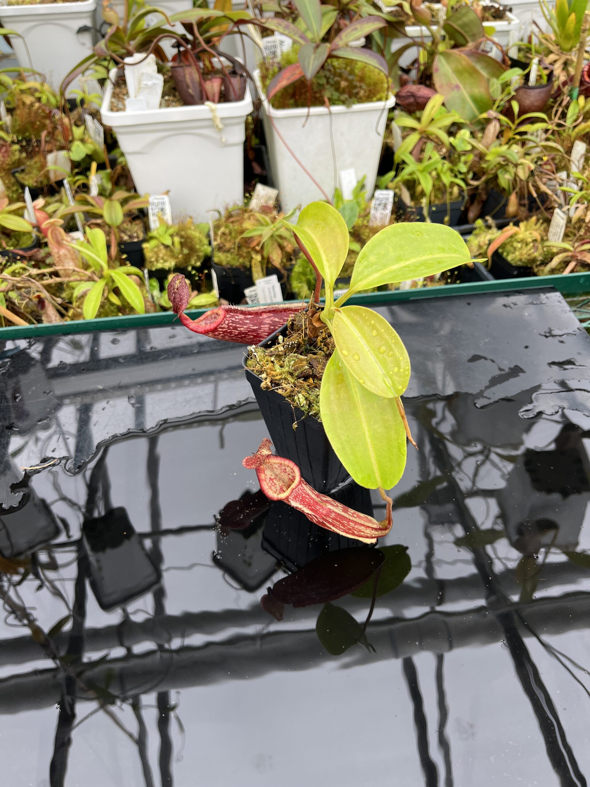 Wide Angle of Nepenthes maxima x (lowii x macrophylla) | Borneo Exotics | BE-3709 | IN25636