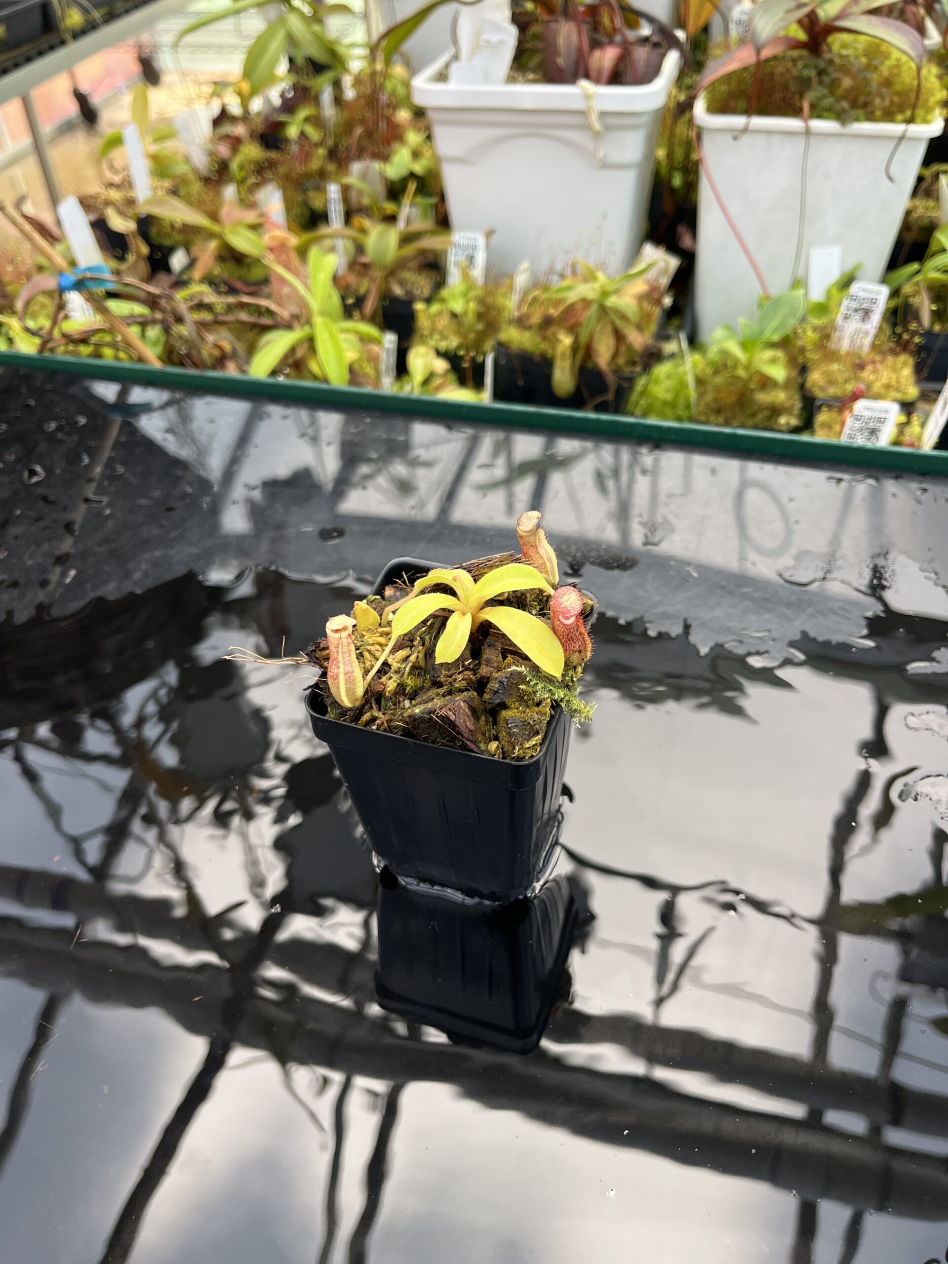 Wide Angle of Nepenthes maxima x villosa | Jeremiah Harris | Assorted Clones | | -375 | IN25669