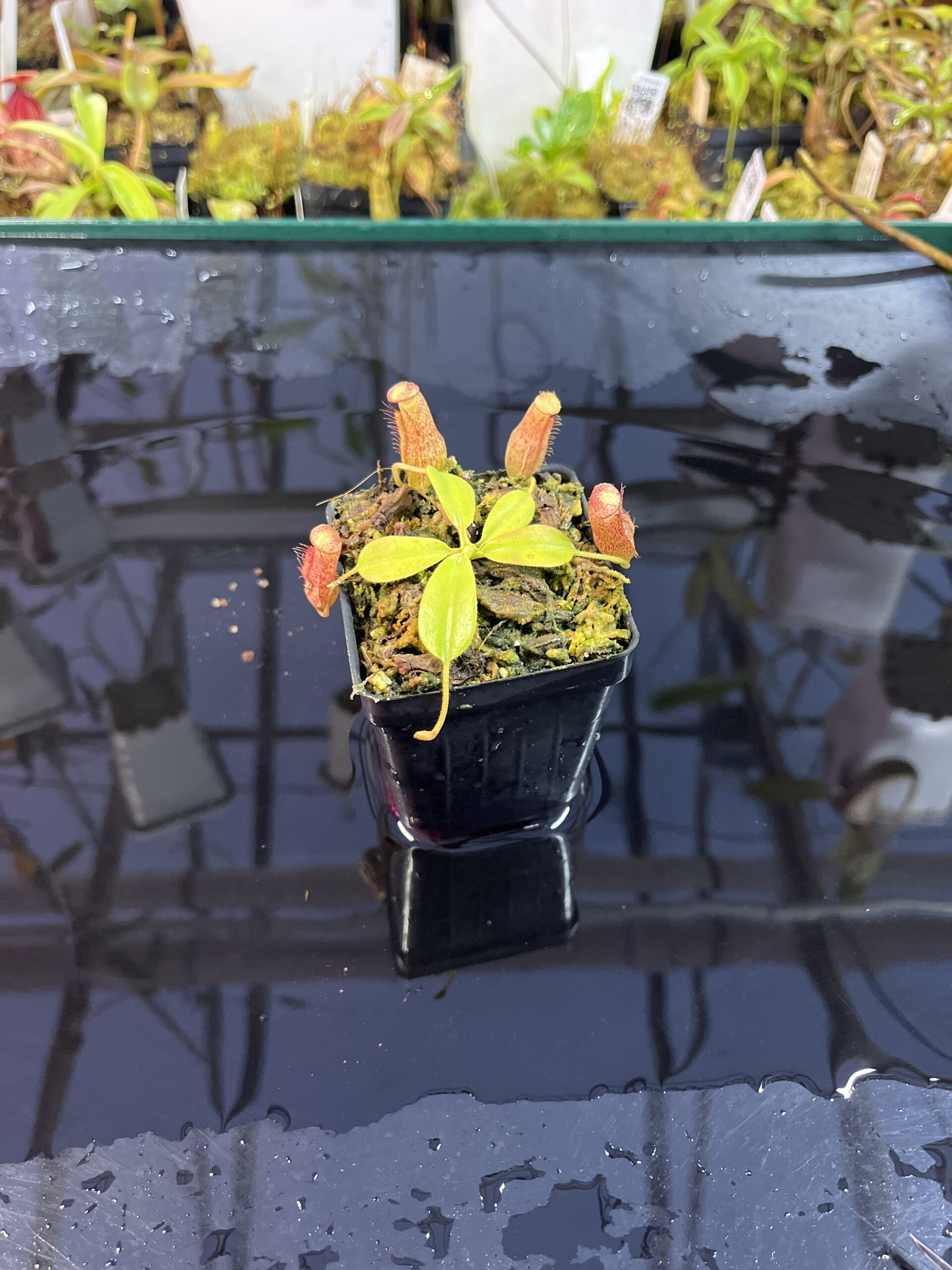 Wide Angle of Nepenthes maxima x villosa | Jeremiah Harris | Assorted Clones | | -375 | IN25730