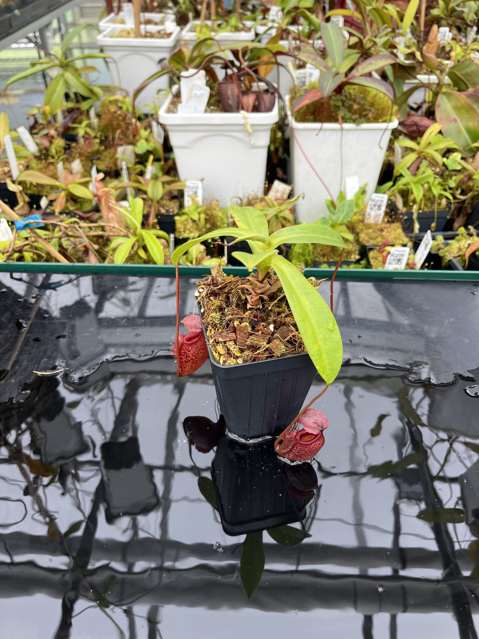 Wide Angle of Nepenthes merrilliana x aristolochioides | Borneo Exotics | BE-3877 | IN25637