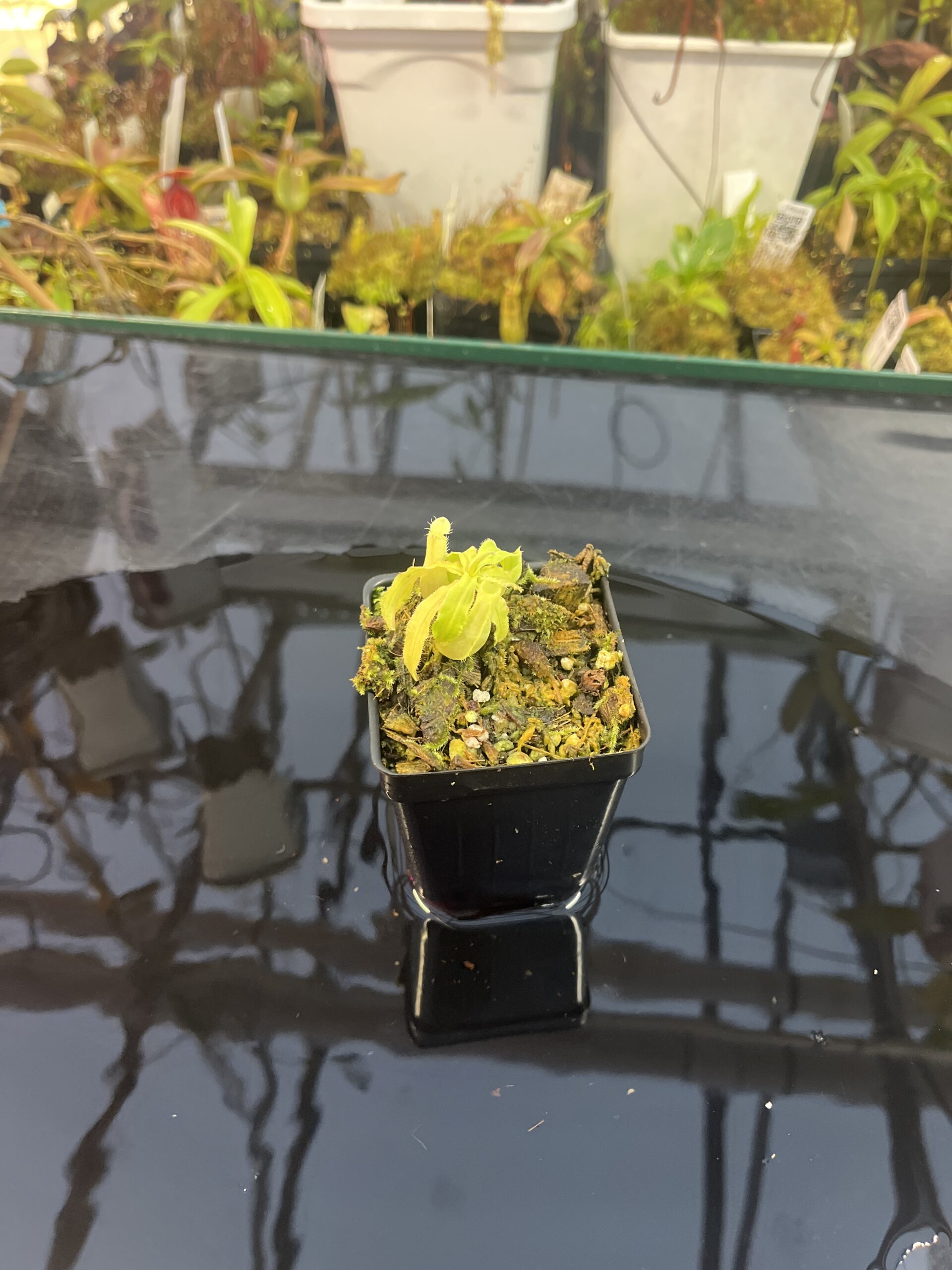 Wide Angle of Nepenthes mirabilis var. echinostoma | Borneo Exotics | BE-3363 | L25724