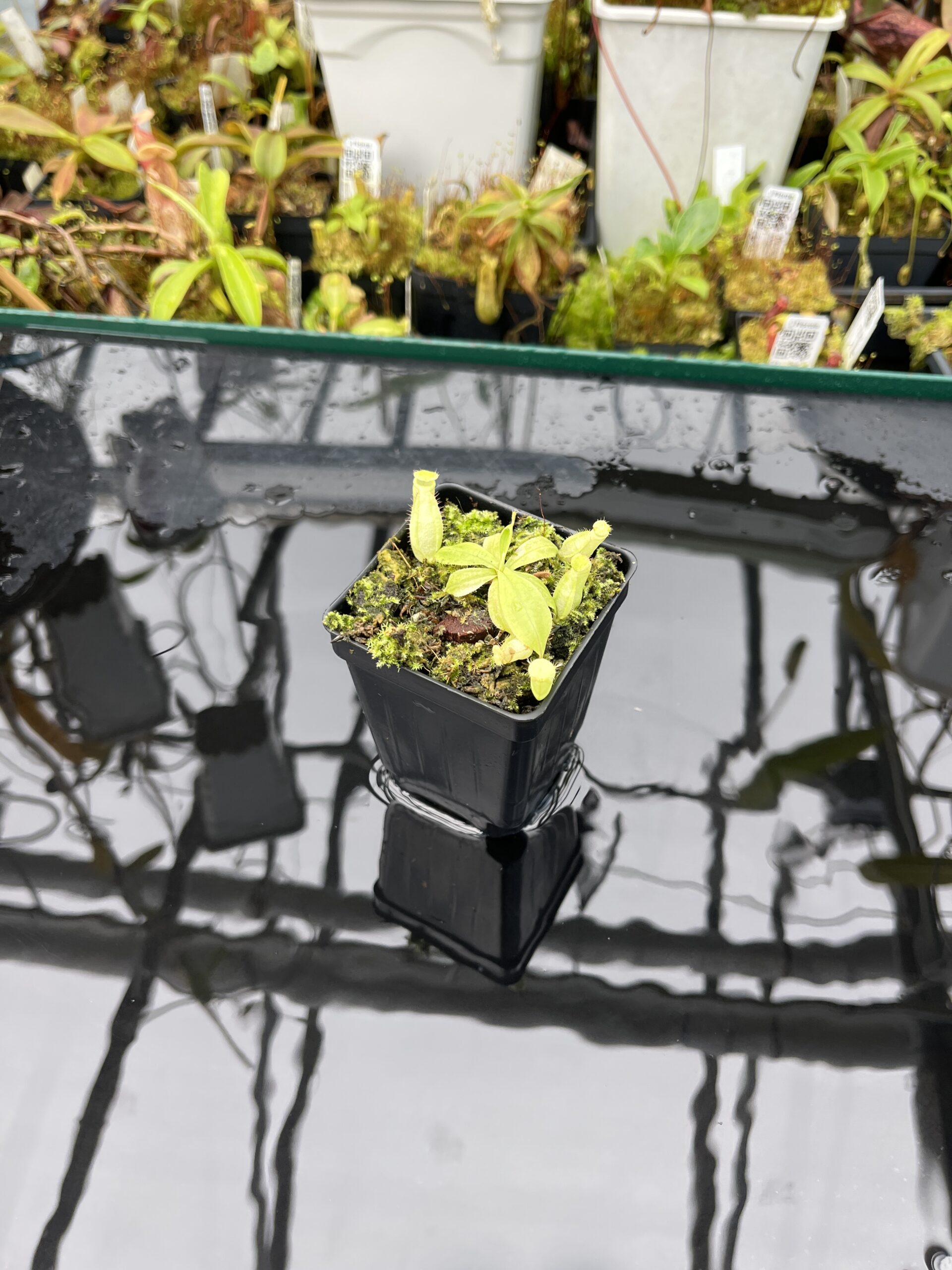 Wide Angle of Nepenthes mirabilis var. globosa | Borneo Exotics | BE-3928 | L25653