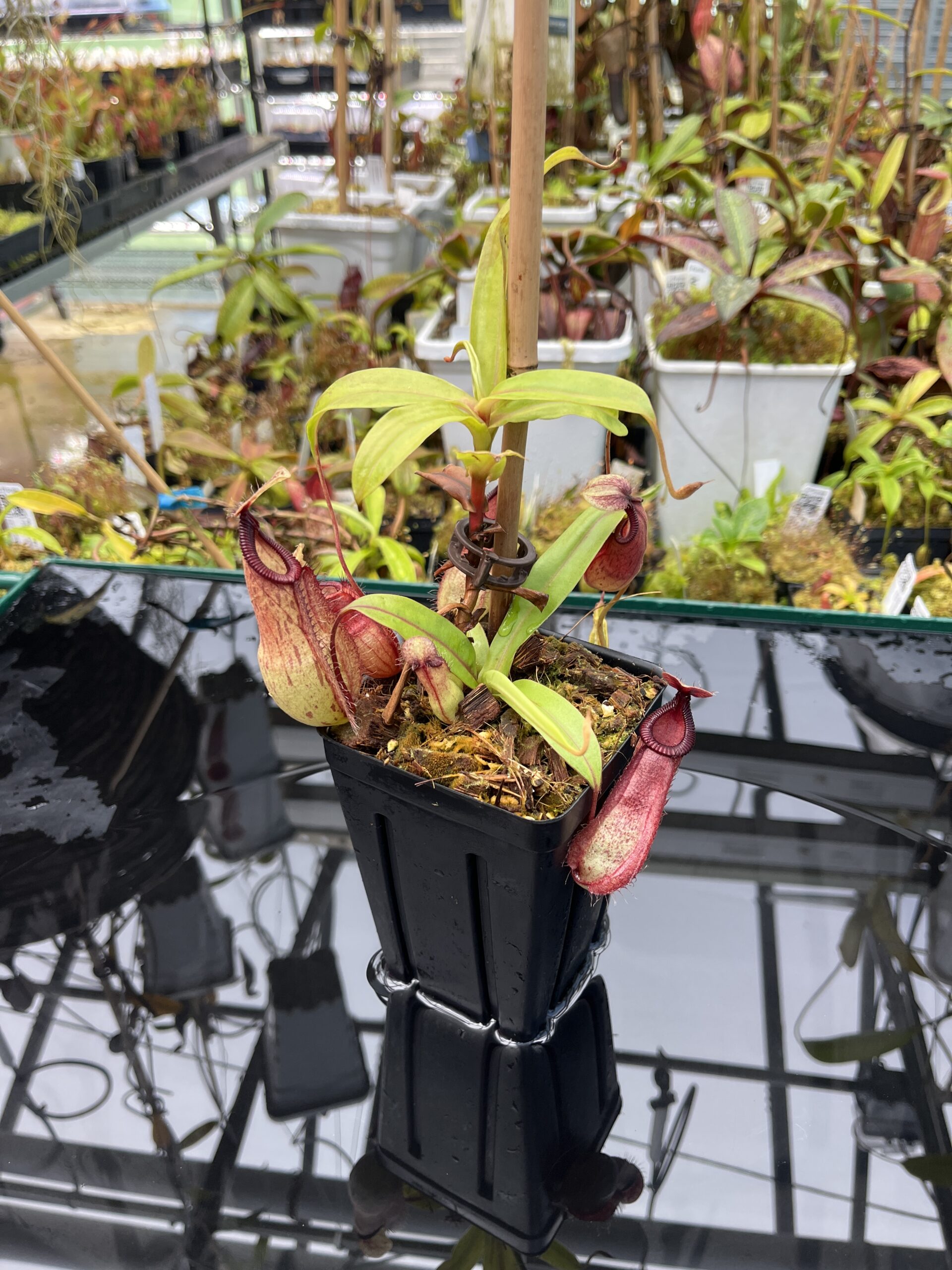 Wide Angle of Nepenthes mirabilis var. globosa x hamata | Borneo Exotics | BE-3685 | IN25716
