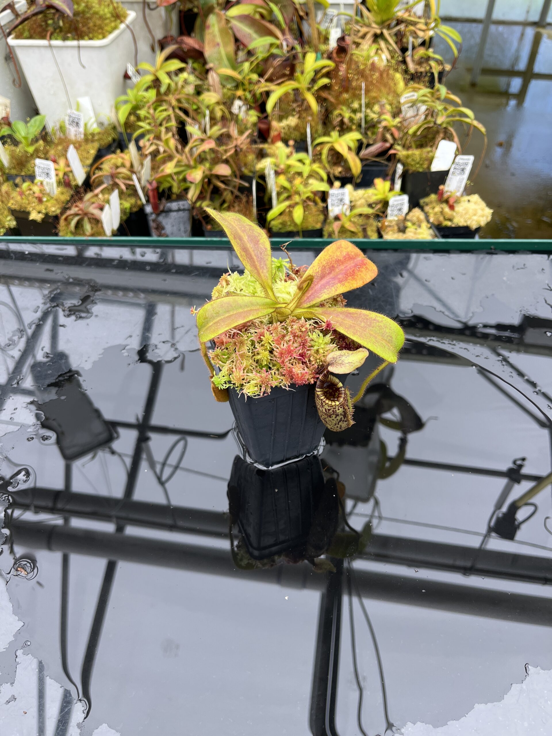 Wide Angle of Nepenthes mollis | Borneo Exotics | BE-3921 | H25863