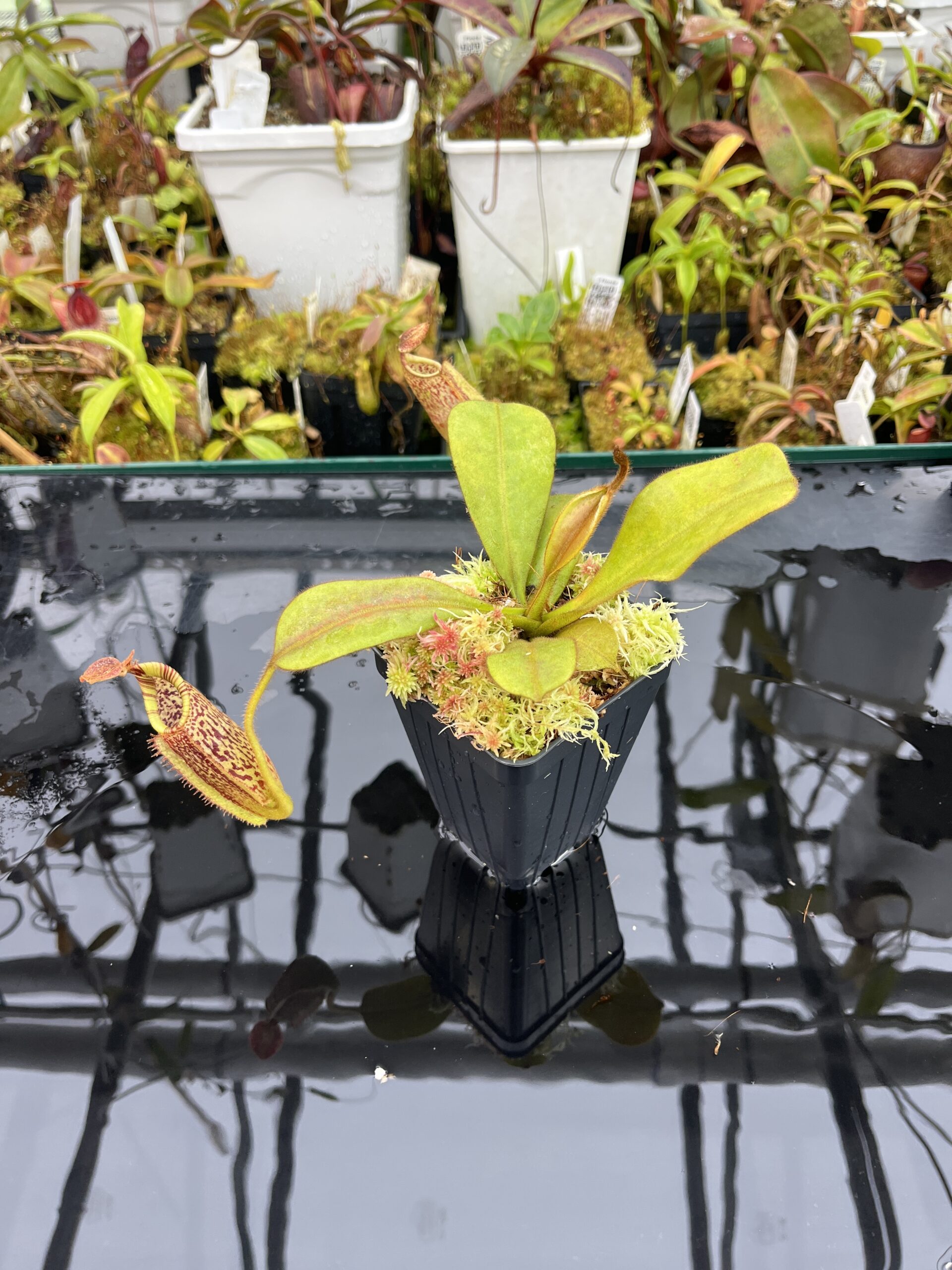 Wide Angle of Nepenthes mollis x eymae | MKS | Florae | Seed Grown | Florae Collaborative | FC-446.00 | IN25761