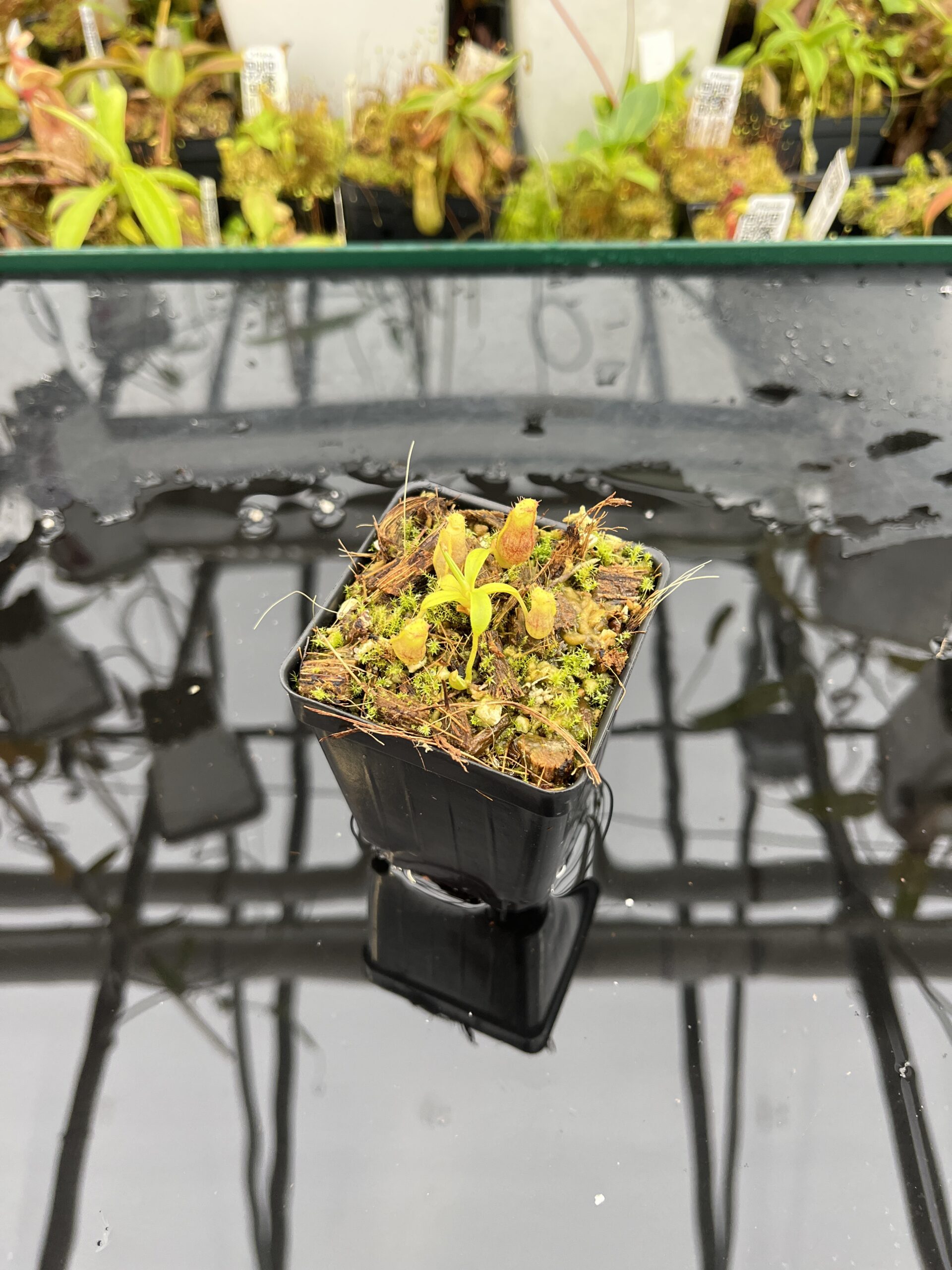 Wide Angle of Nepenthes naga x flava | JH | Jeremiah Harris | JH-466 | H25687